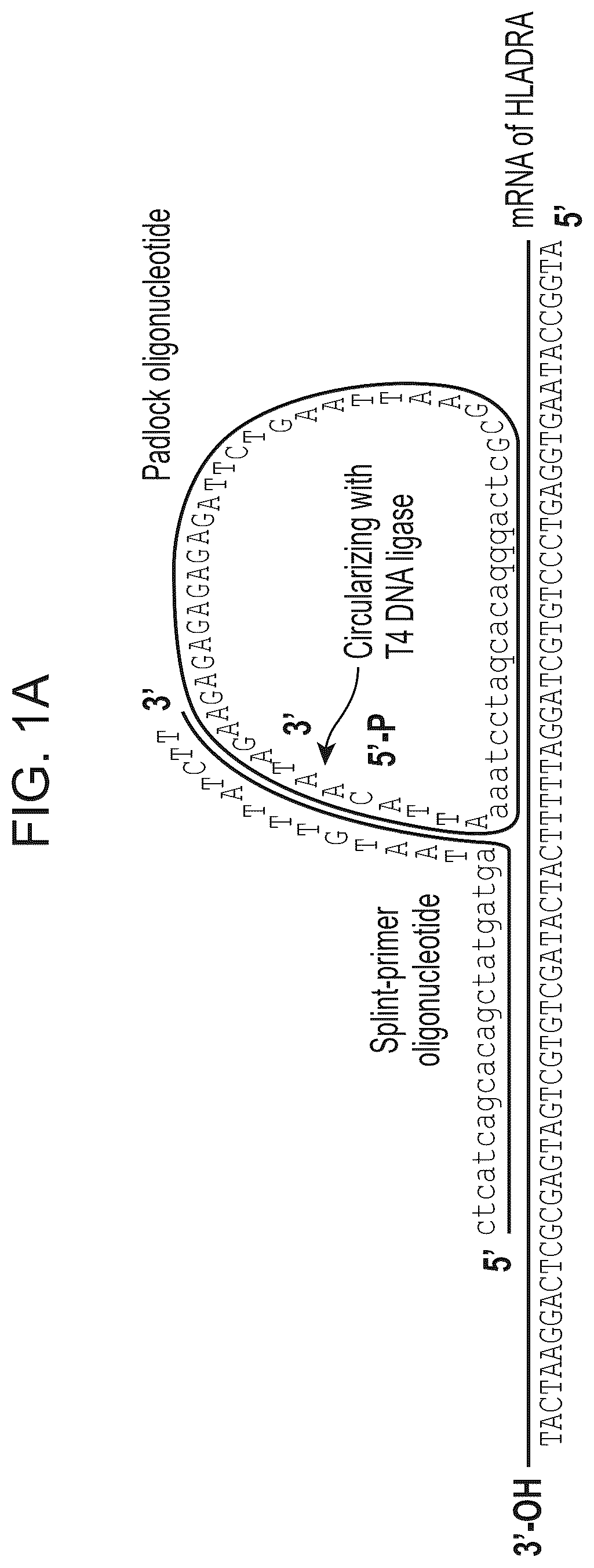Patent US12338490 Figure 1 – Multiplexed single molecule RNA visualization with a two-probe proximity ligation system