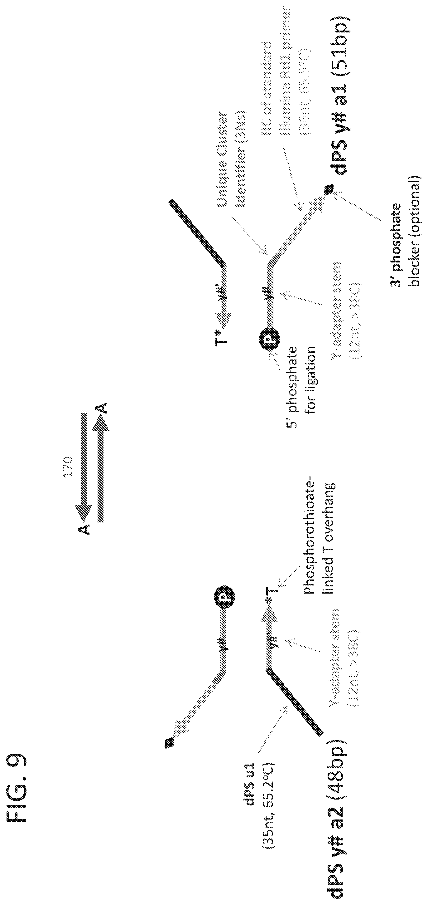 Patent US12338493 Figure 12 – Linked target capture