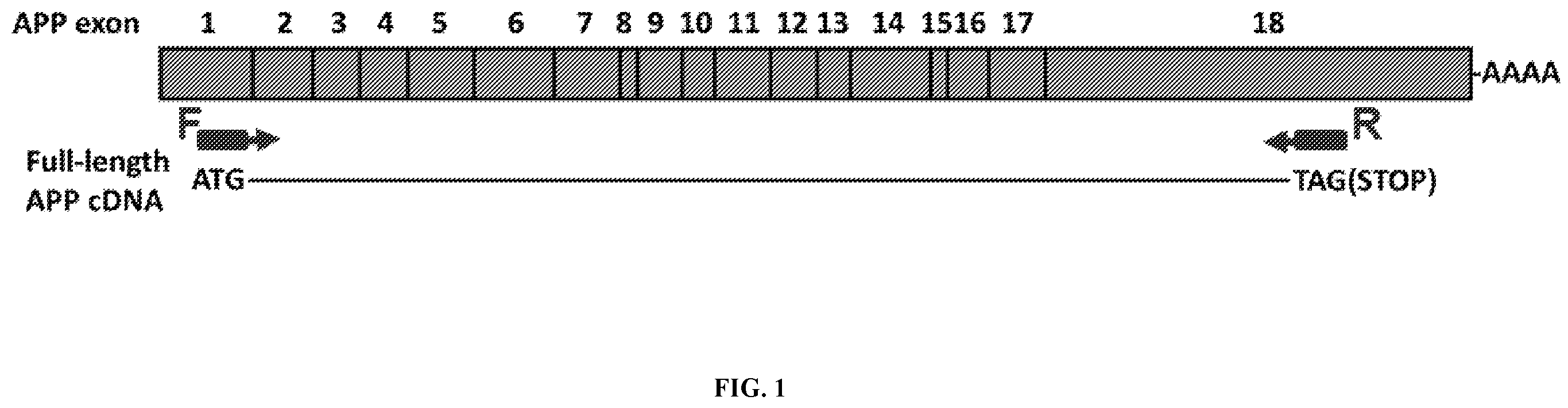 Patent US12338495 — Methods of diagnosing and treating Alzheimer's disease — Figure 1