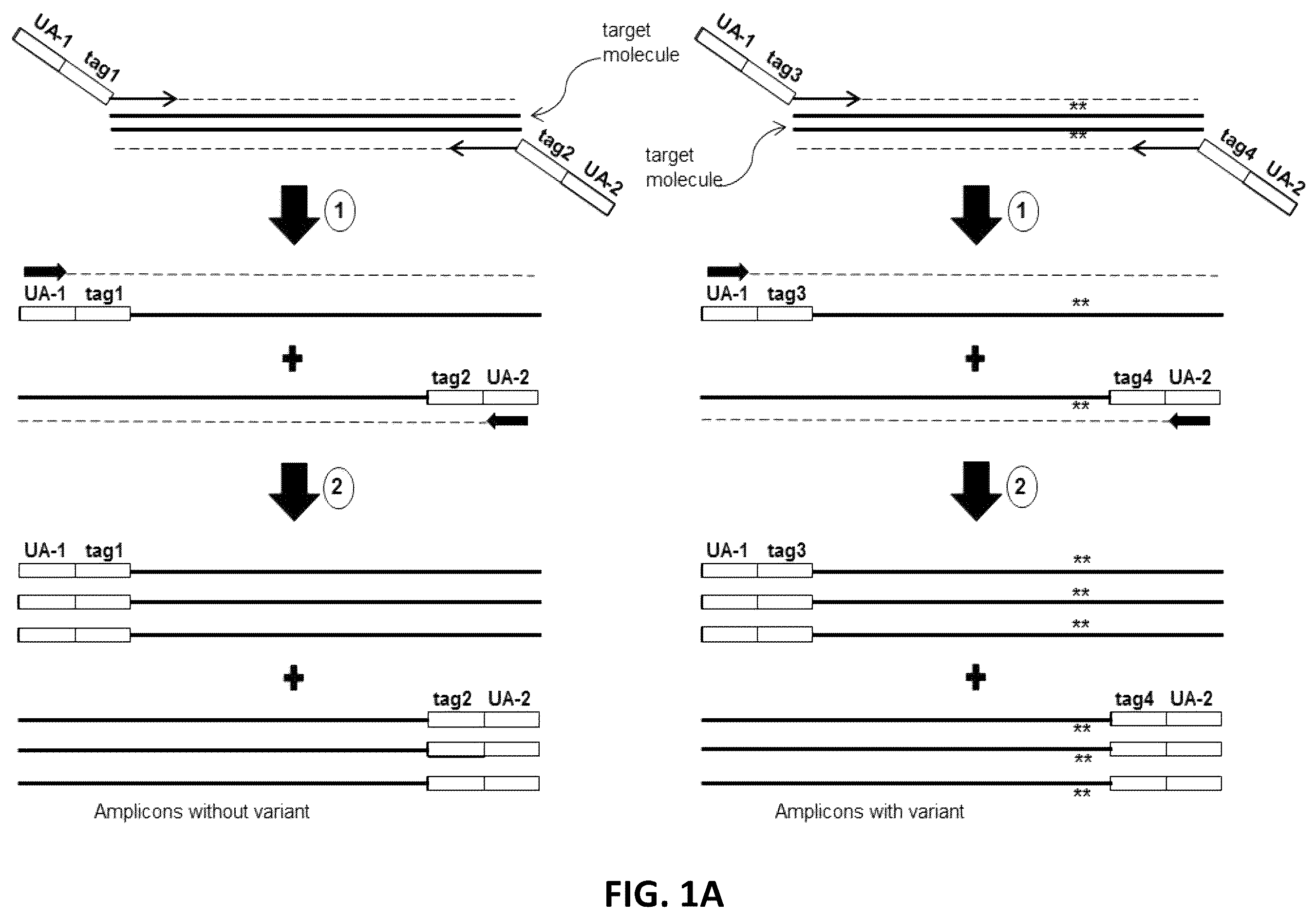 Patent US12338496 — Methods, systems, compositions, kits, apparatus and computer-readable media for molecular tagging — Figure 1