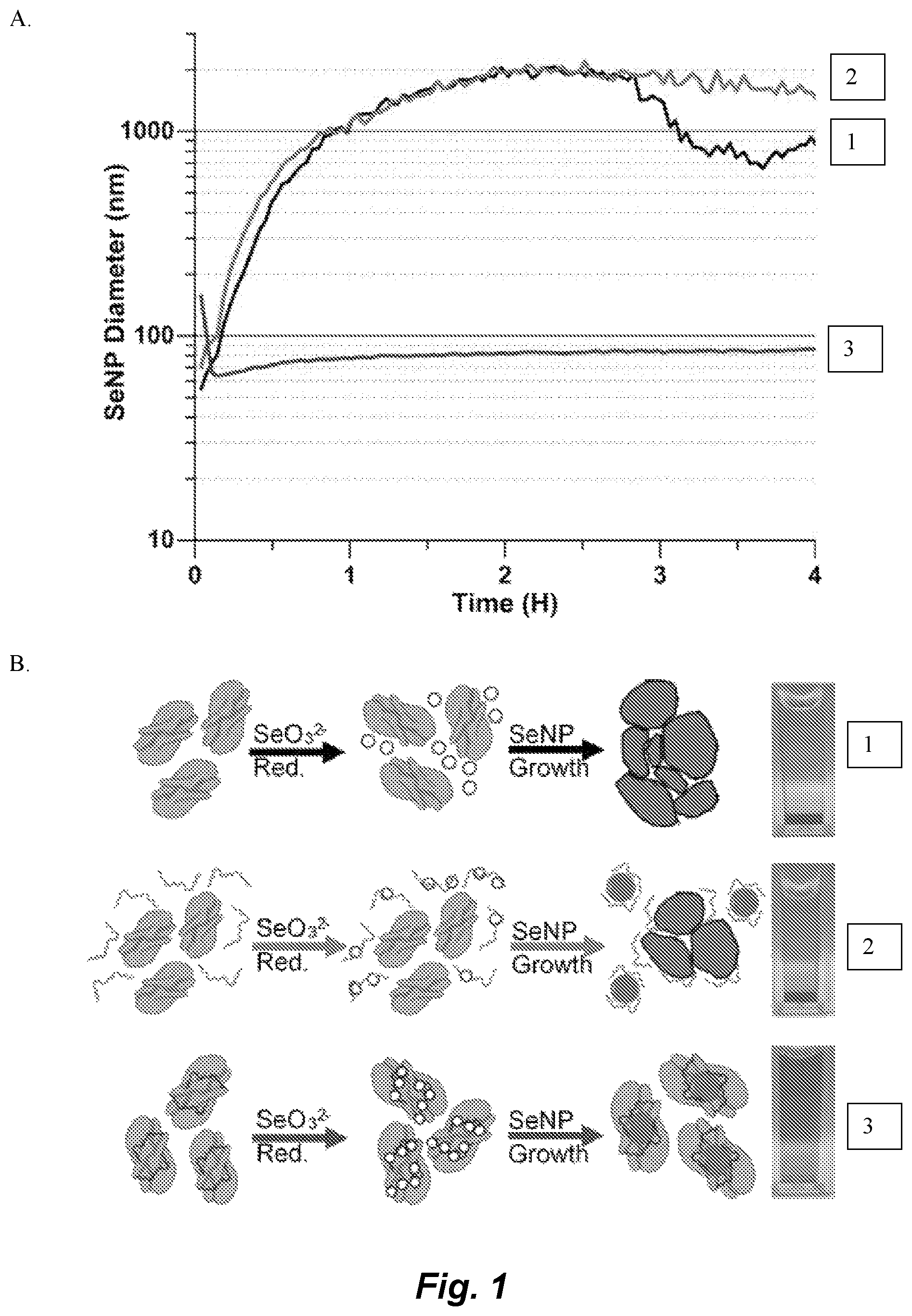 Patent US12339286 — Metal-reducing enzymatic tag for optical and electron microscopy — Figure 1