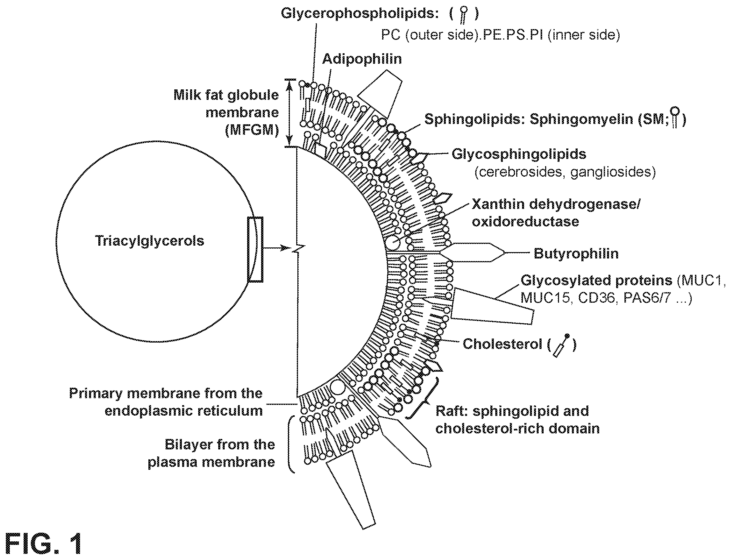 Patent US12342843 — Nutritional compositions with MFGM and certain human milk oligosaccharides and uses thereof — Figure 1