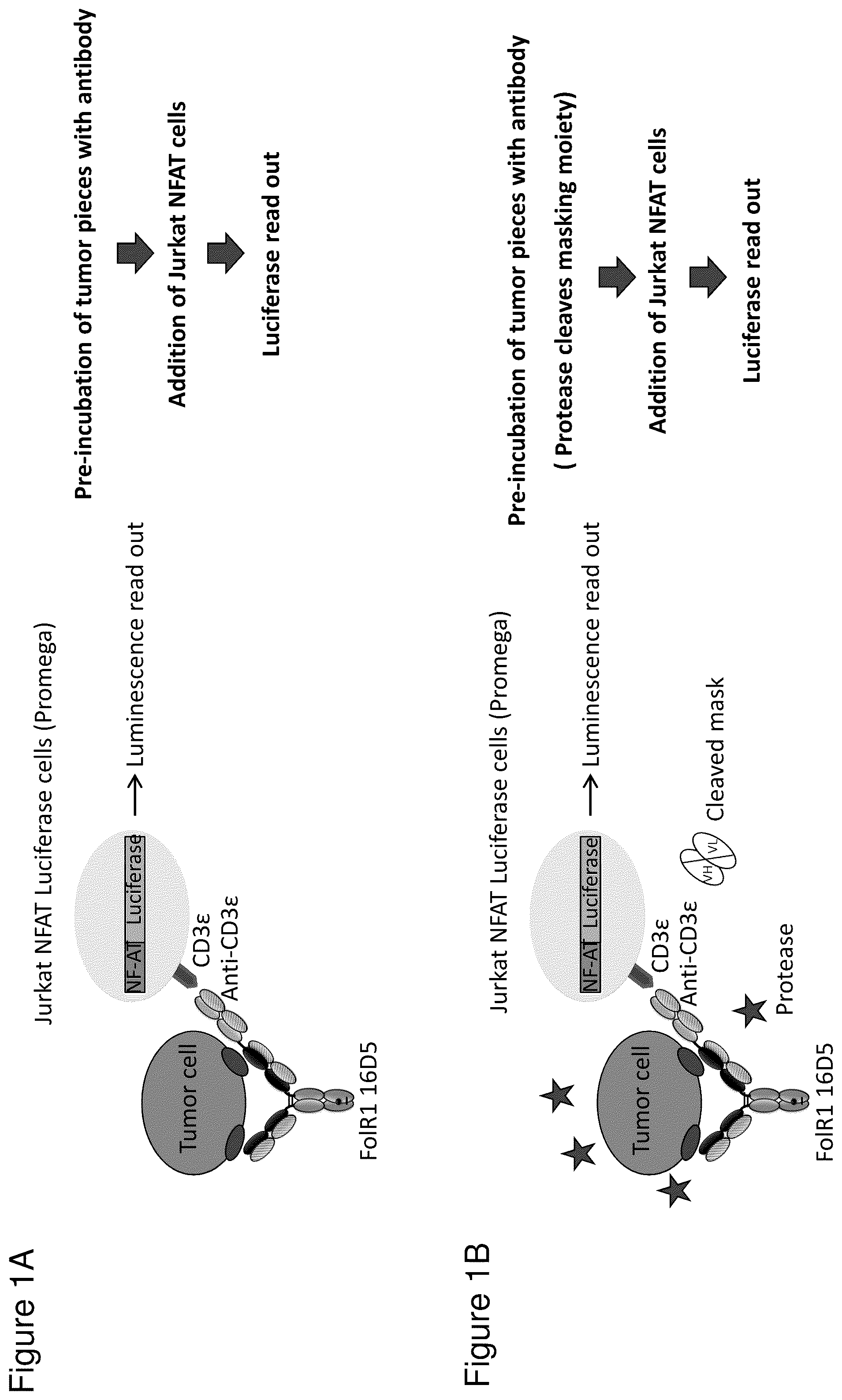 Patent US12345711 — Methods to determine antibody activity in tumor samples — Figure 1