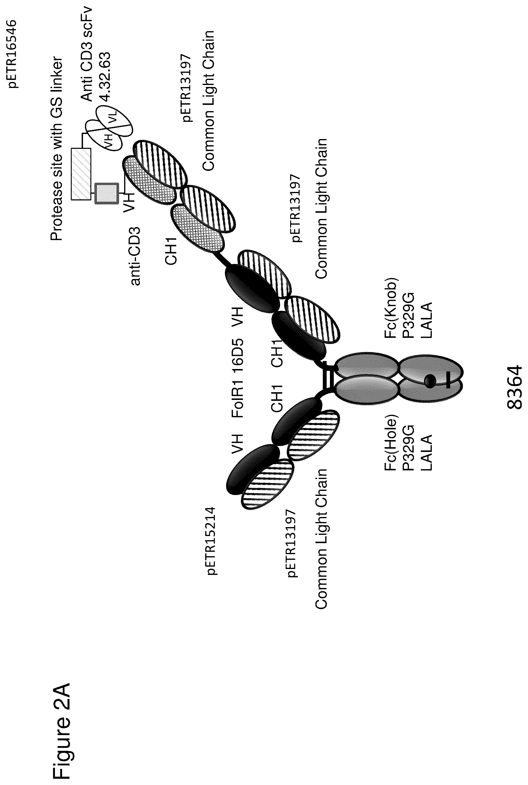 Patent US12345711 Figure 2 – Methods to determine antibody activity in tumor samples