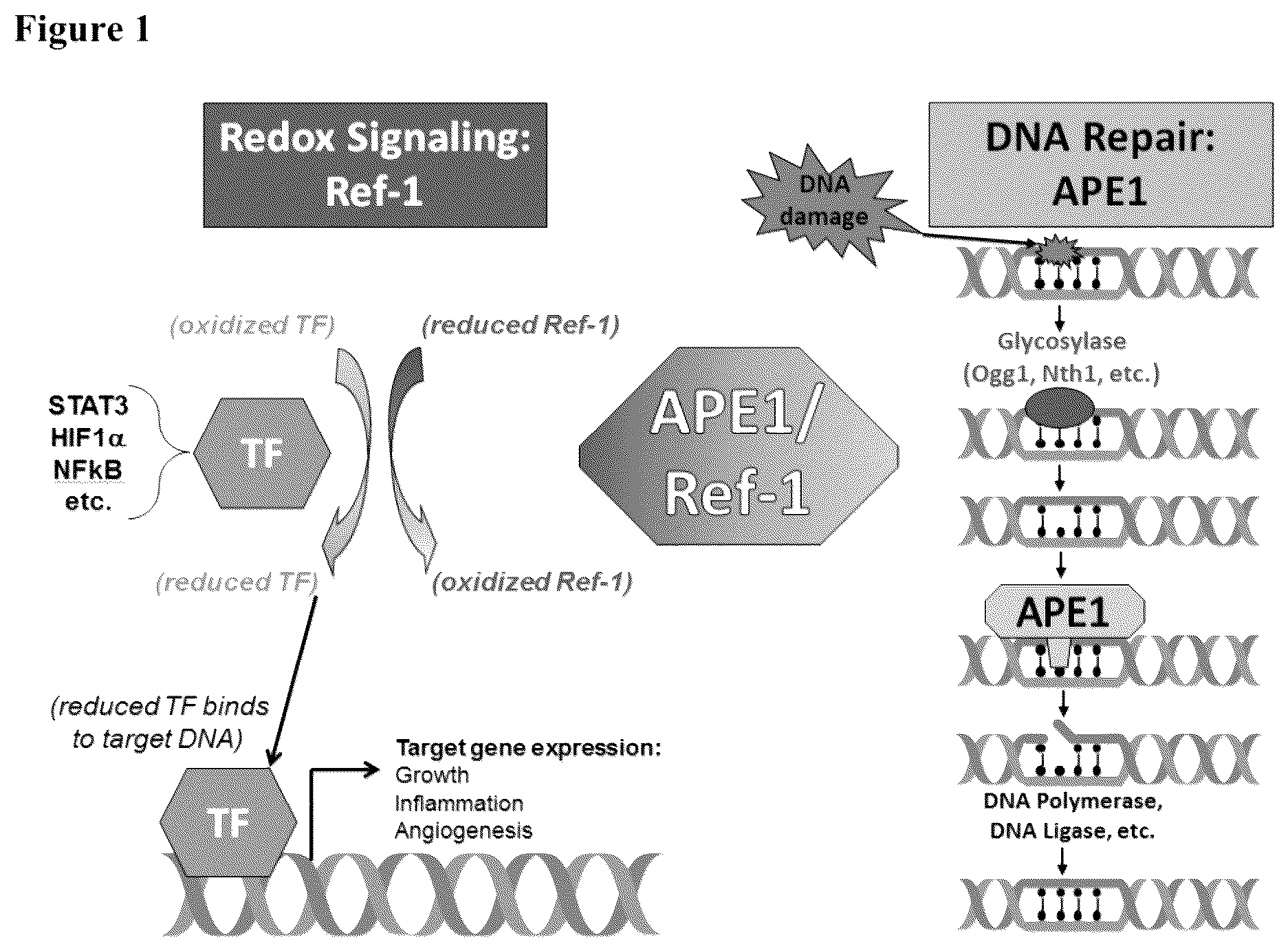 Patent US12350247 — Use of APE1/Ref-1 inhibitors for treatment of retinal diseases — Figure 1