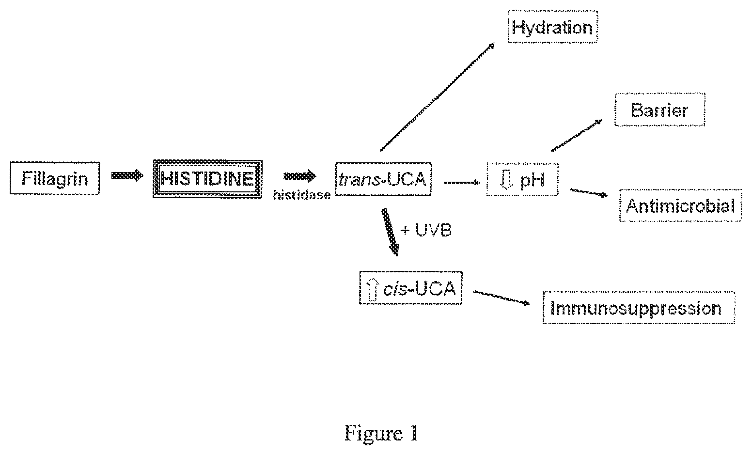 Patent US12350256 — Histidine and/or histidine derivative for the treatment of inflammatory skin diseases — Figure 1