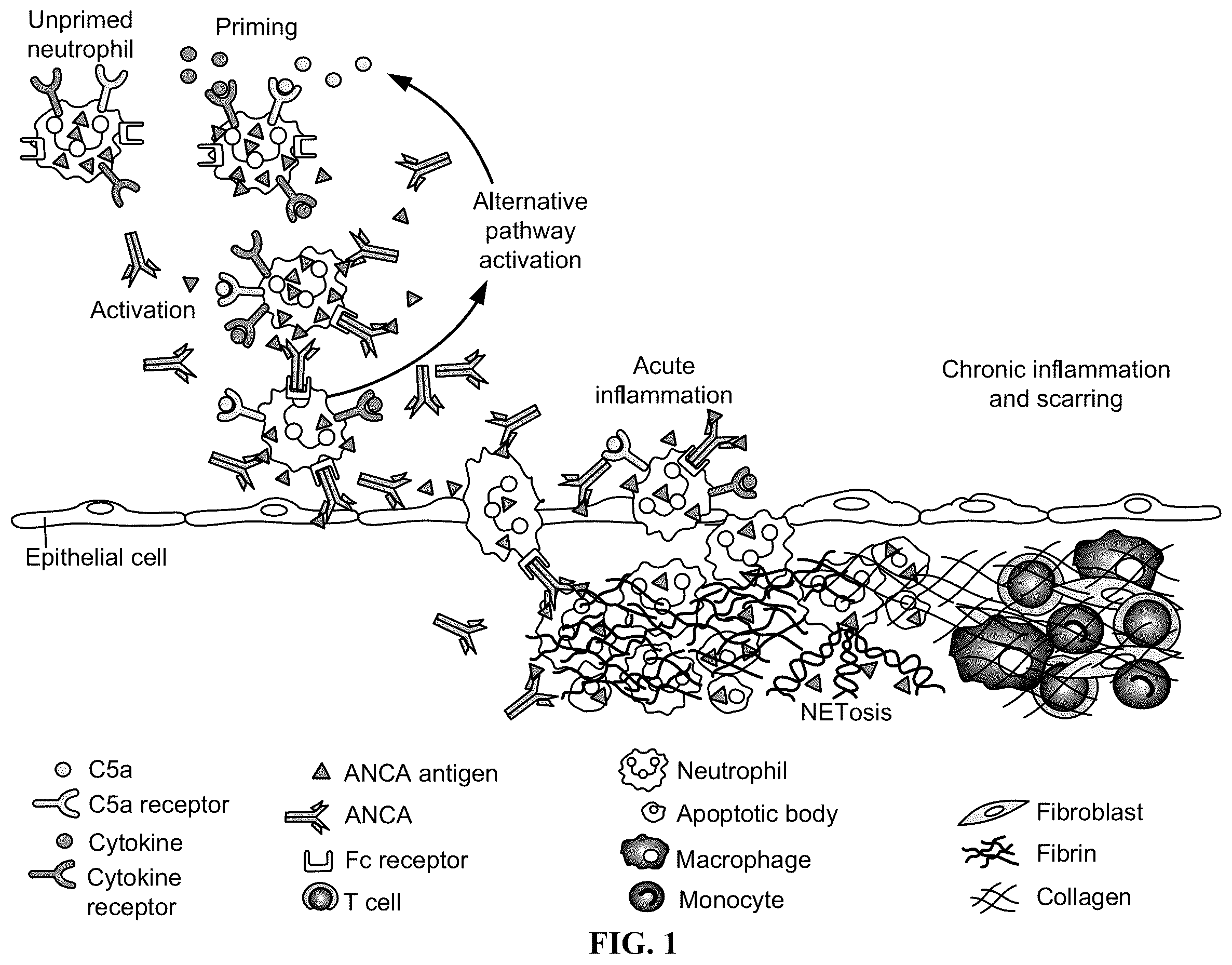 Patent US12350263 Figure 1 – Dosing and effect of C5a antagonist with ANCA-associated vasculitis