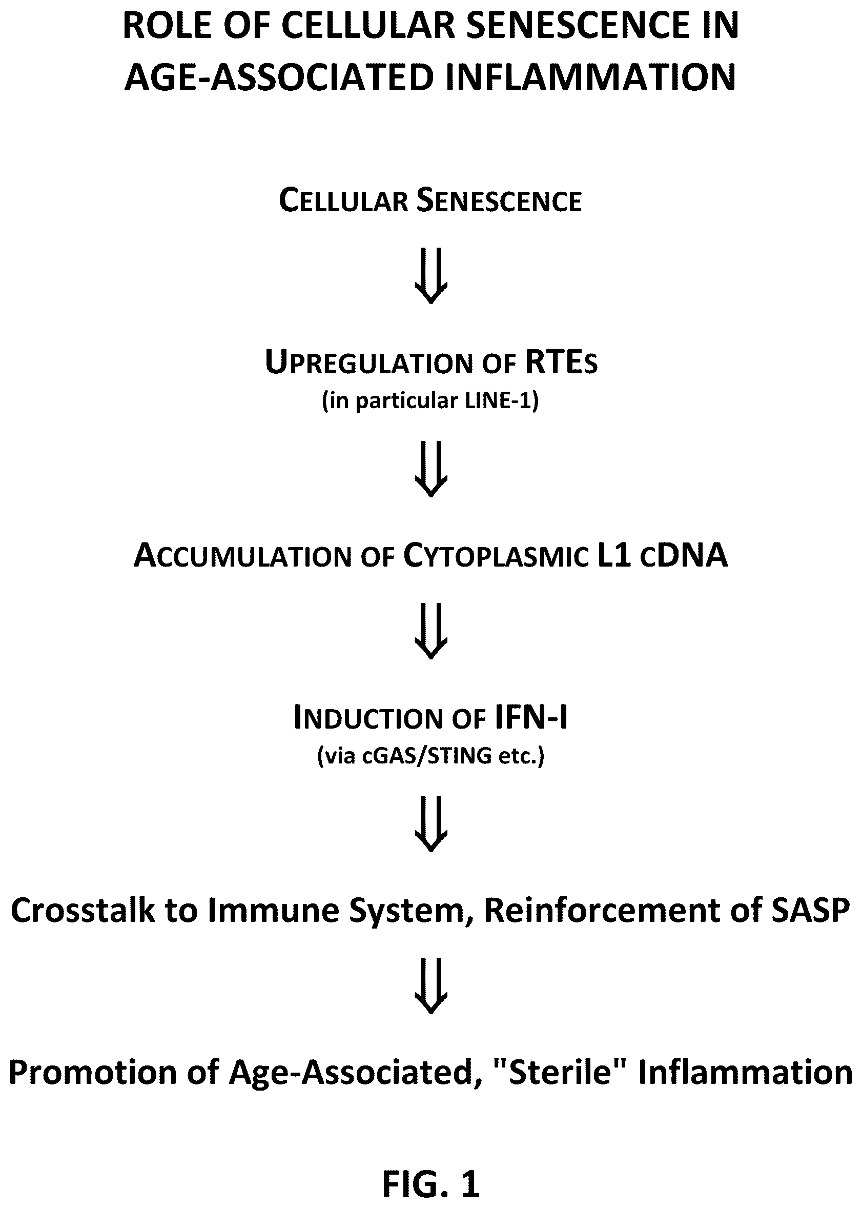 Patent US12350264 Figure 1 – Compositions and methods for treating, preventing or reversing age-associated inflammation and disorder