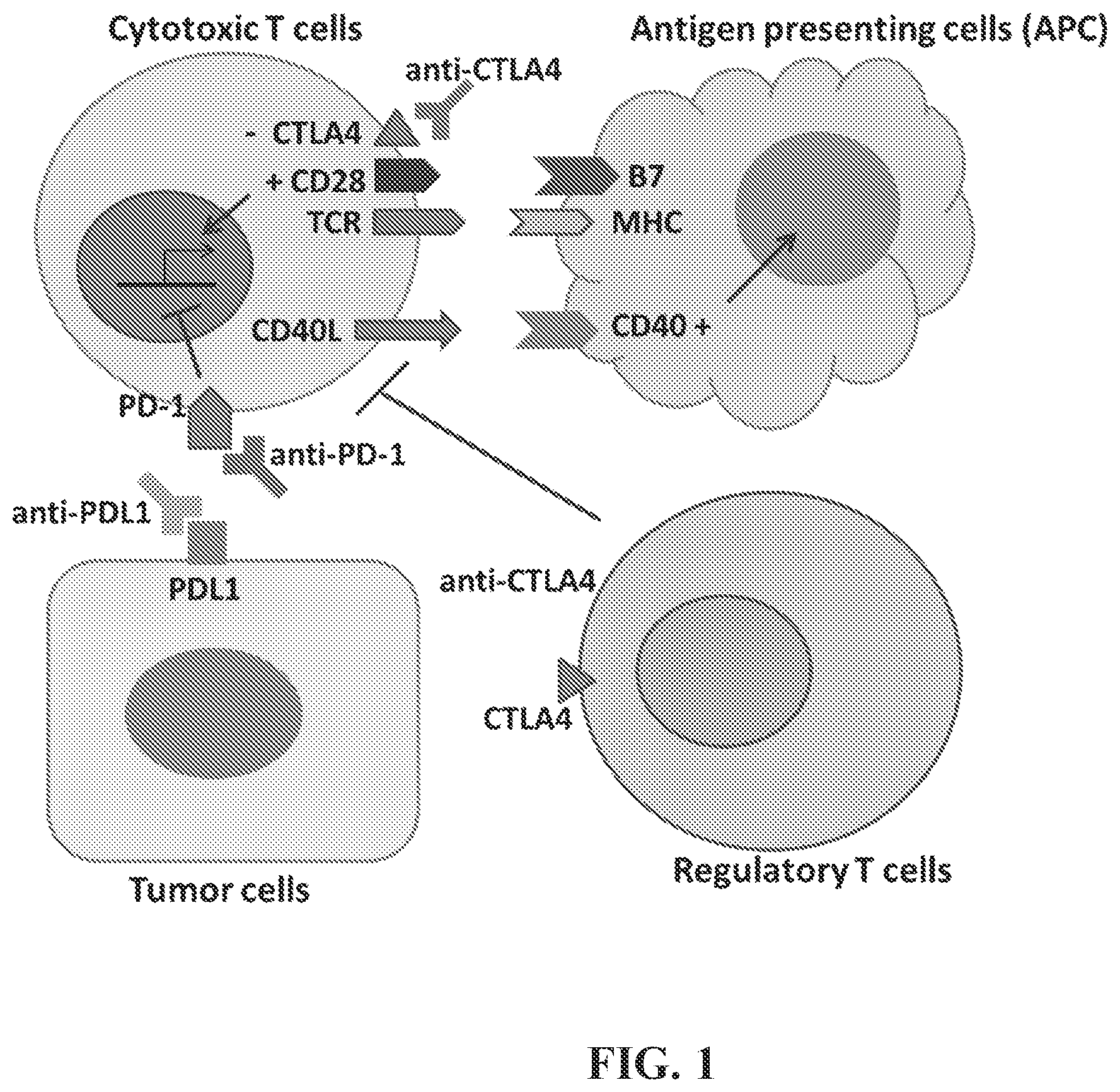 Patent US12350275 — Compositions and methods for immune-mediated cancer therapy — Figure 1