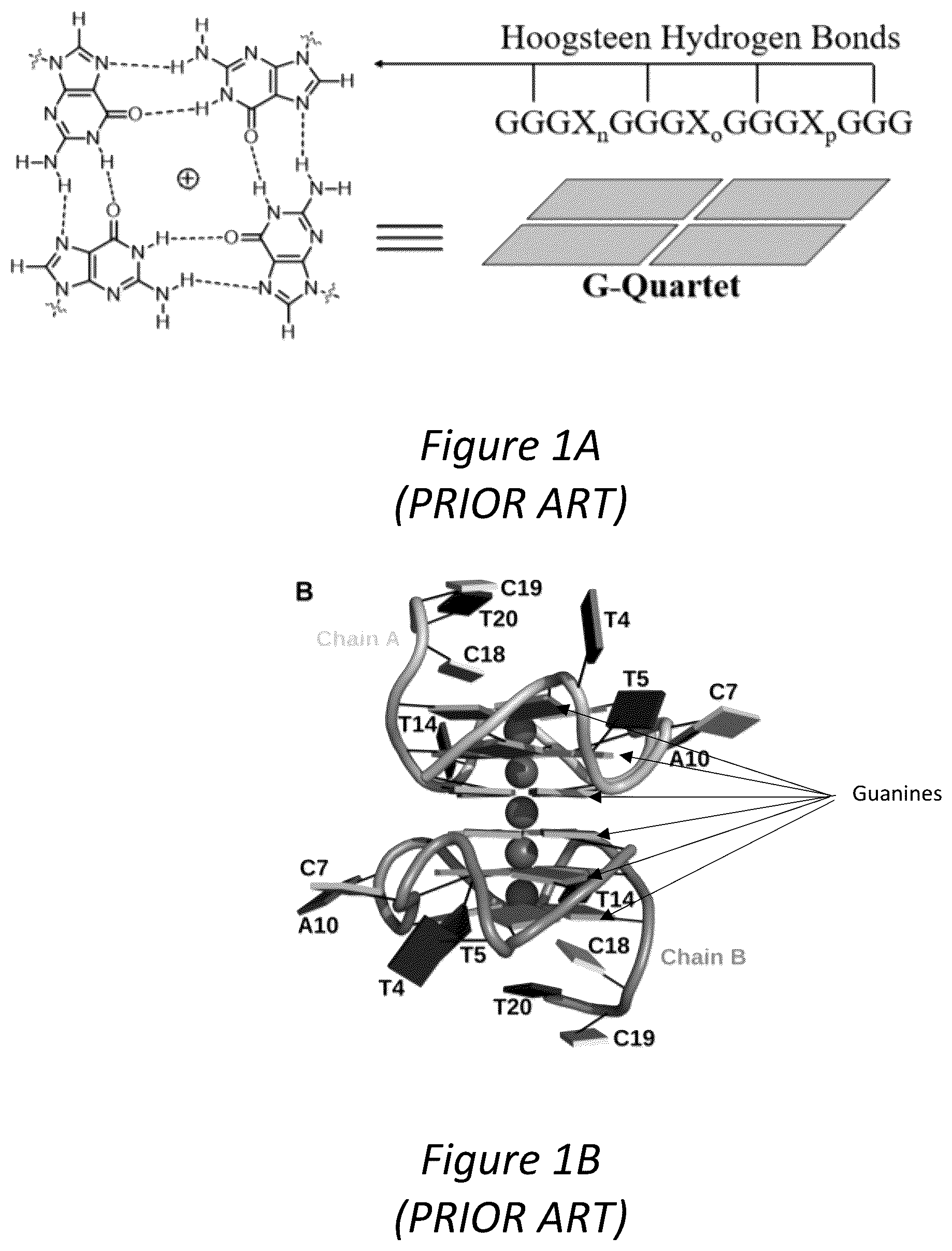Patent US12350286 — Polypeptides directed against viral infection and uses thereof — Figure 1
