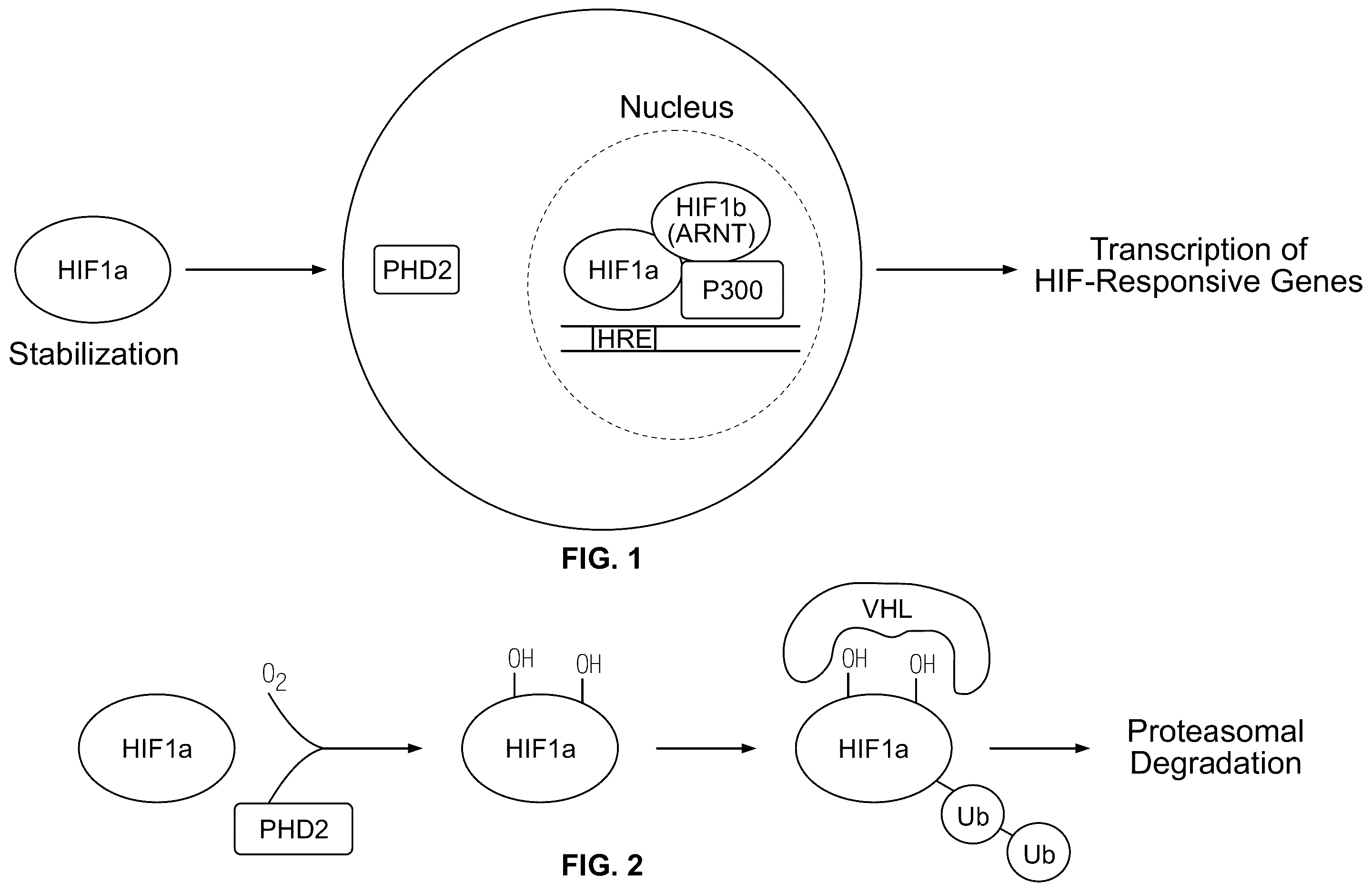 Patent US12350290 — Compositions and methods that promote hypoxia or the hypoxia response for treatment and prevention of mitochondrial dysfunction and oxidative stress disorders — Figure 1