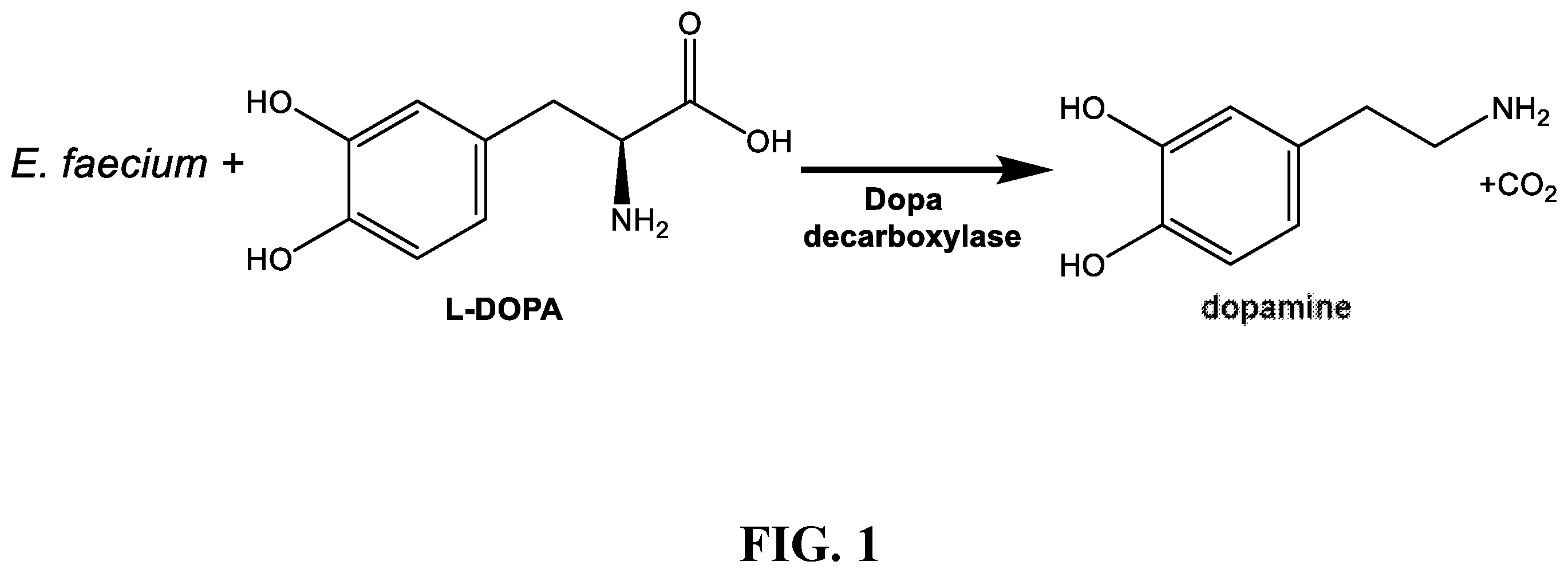 Patent US12350300 Figure 1 – Use of dopamine producing products to increase vaccine efficacy