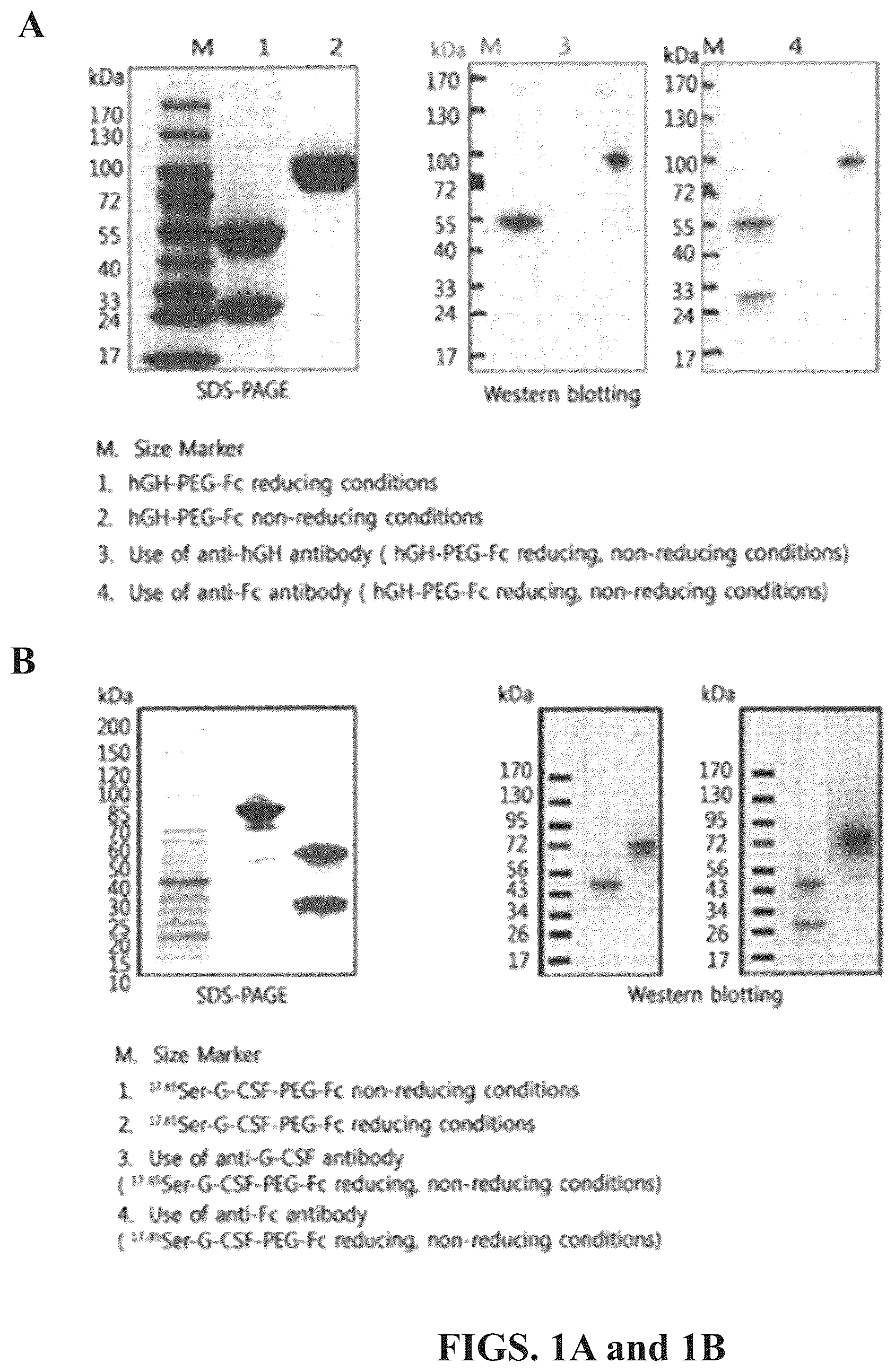 Patent US12350315 Figure 1 – Methods of treating neutorpenia using G-CSF protein complex