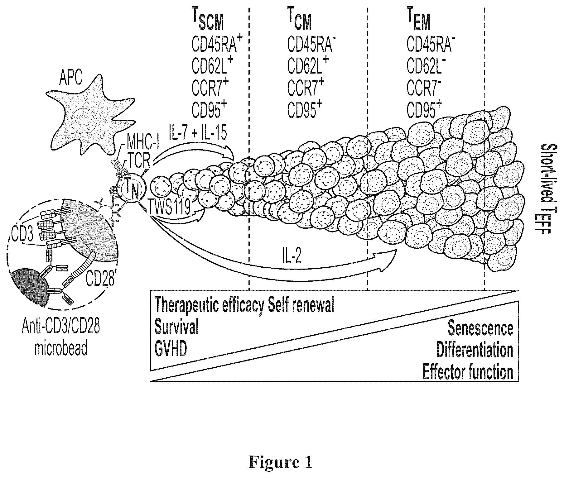 Patent US12350316 Figure 1 – IL7-IL 15 TxM compositions and methods