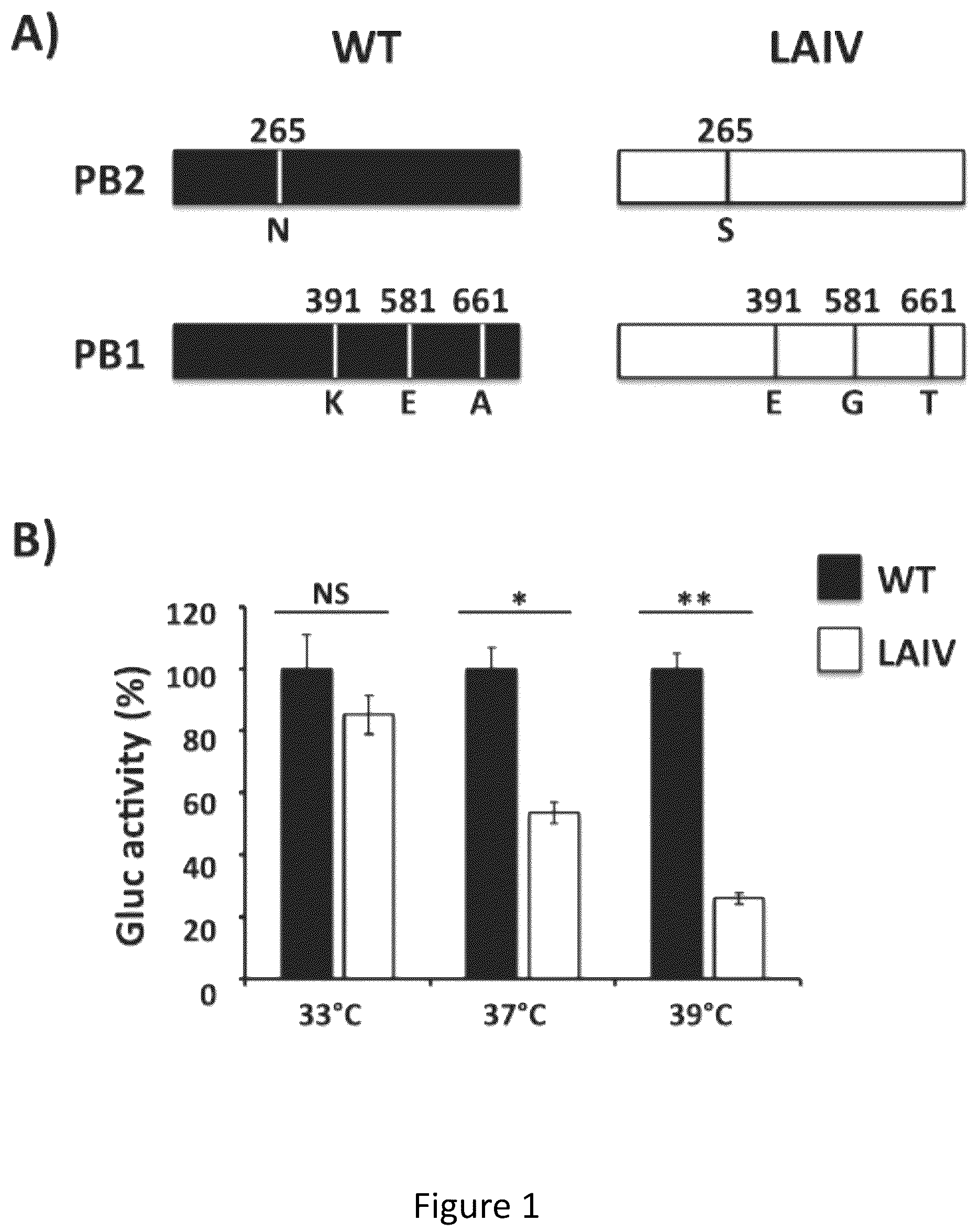 Patent US12350328 Figure 1 – Multivalent live-attenuated influenza vaccine for prevention and control of equine influenza virus (EIV) in horses