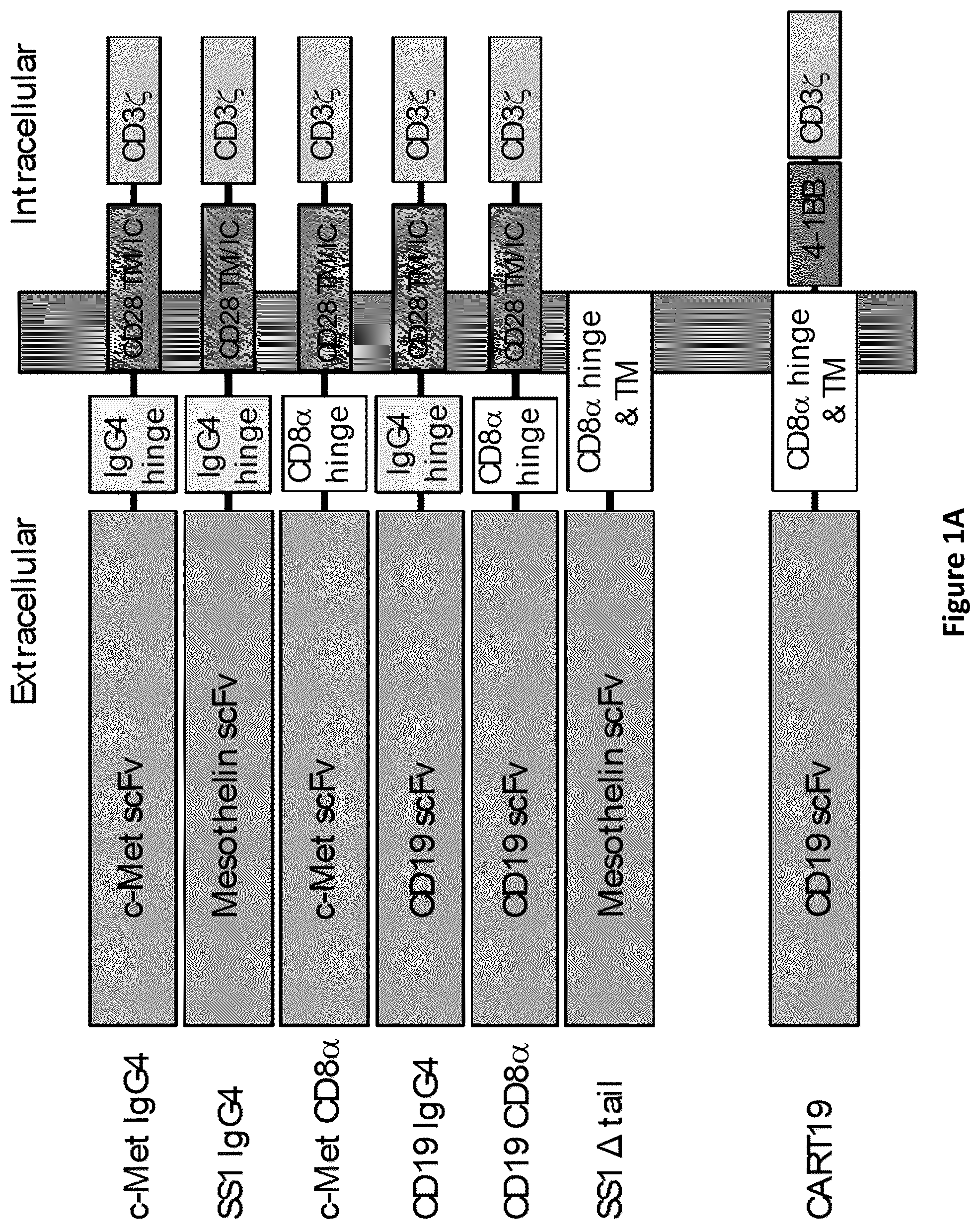 Patent US12350334 — Compositions and methods for generating a persisting population of T cells useful for the treatment of cancer — Figure 1