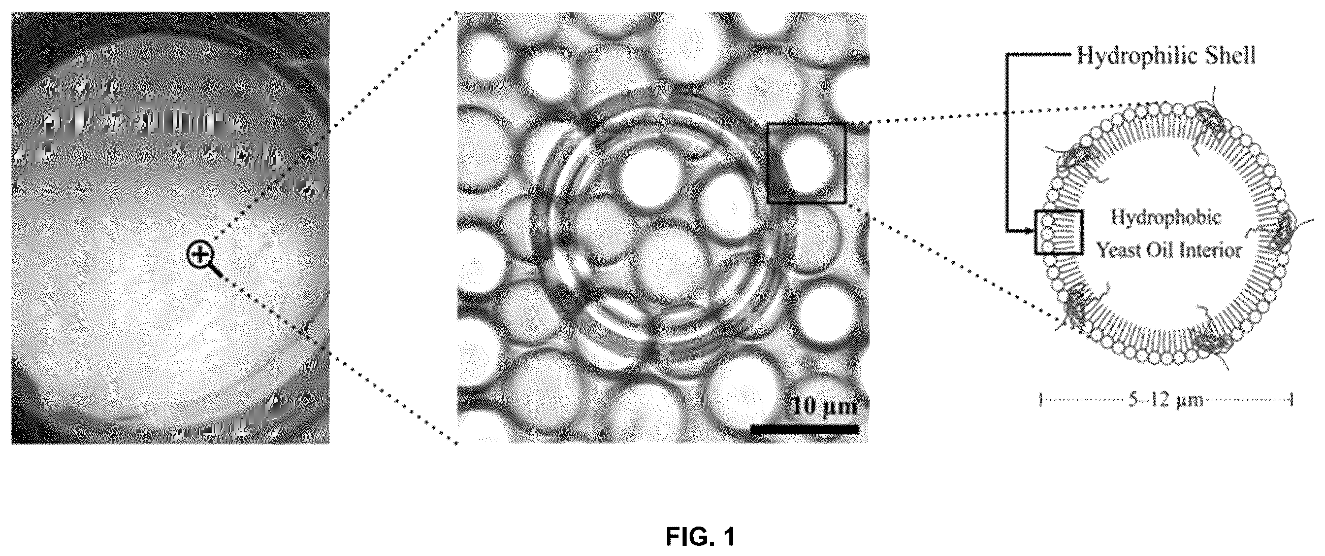 Patent US12350364 — Lipid body compositions, products made therefrom, methods of making same, and methods of use — Figure 1