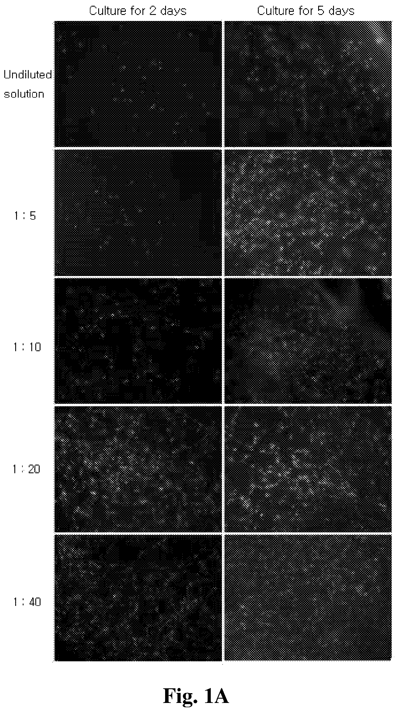 Patent US12350401 — Mesenchymal stem cells-hydrogel-biodegradable or mesenchymal stem cells-hydrogel-nondegradable support composition for alleviating or improving epidermolysis bullosa — Figure 1