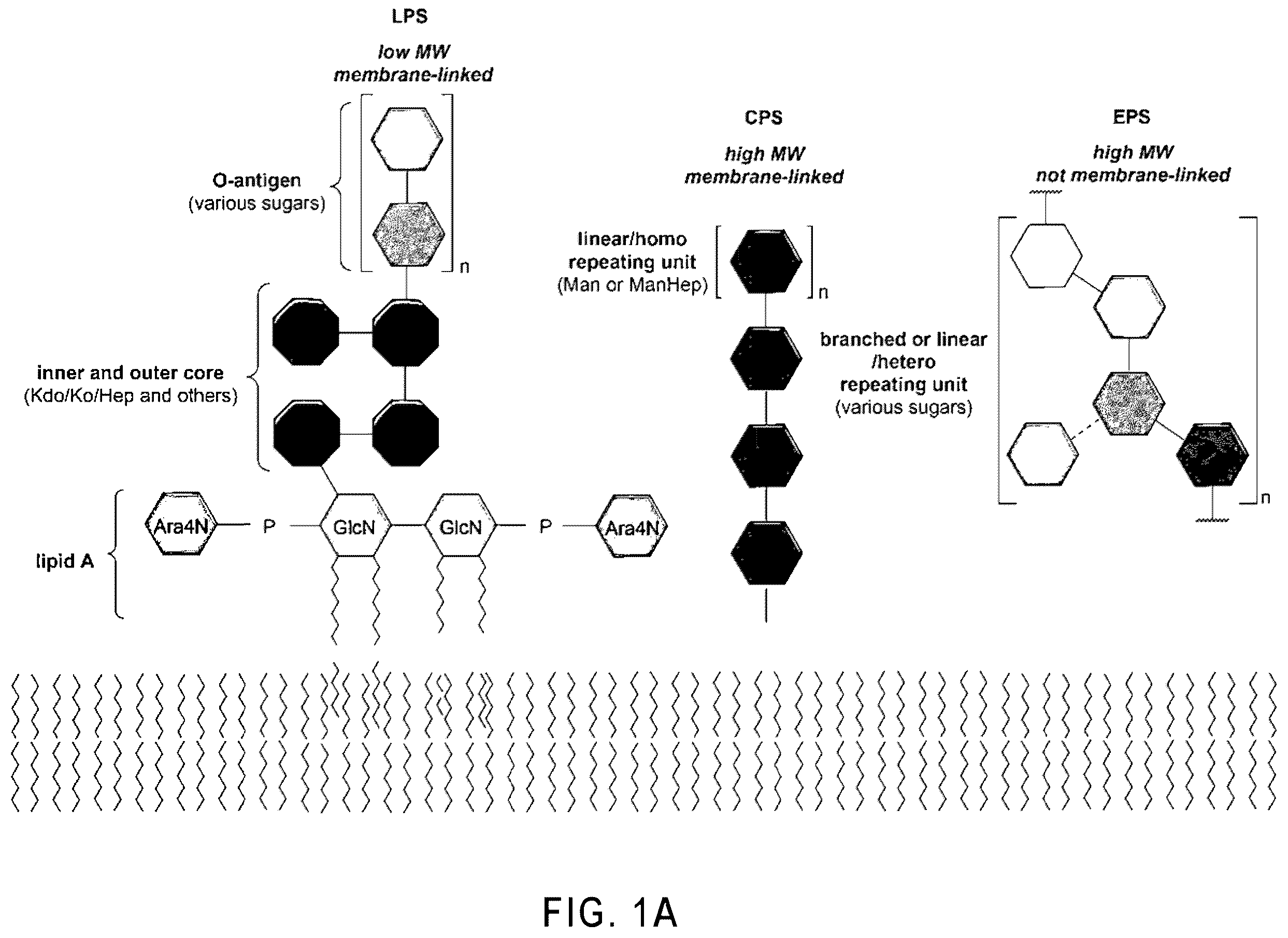 Patent US12351596 — Tetrasaccharides for the diagnosis, prevention, and treatment of melioidosis and glanders — Figure 1