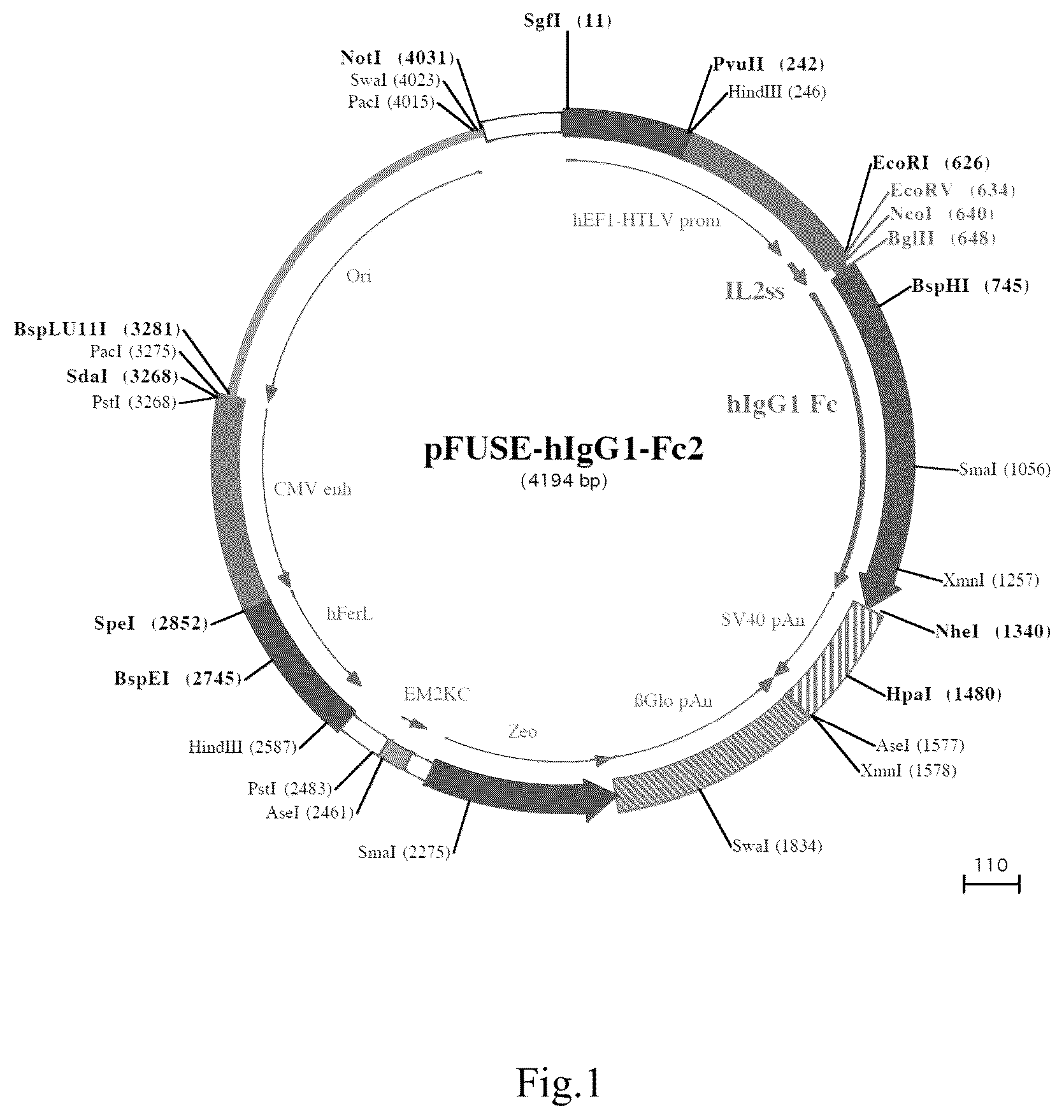 Patent US12351604 — Fusion protein and use thereof — Figure 1