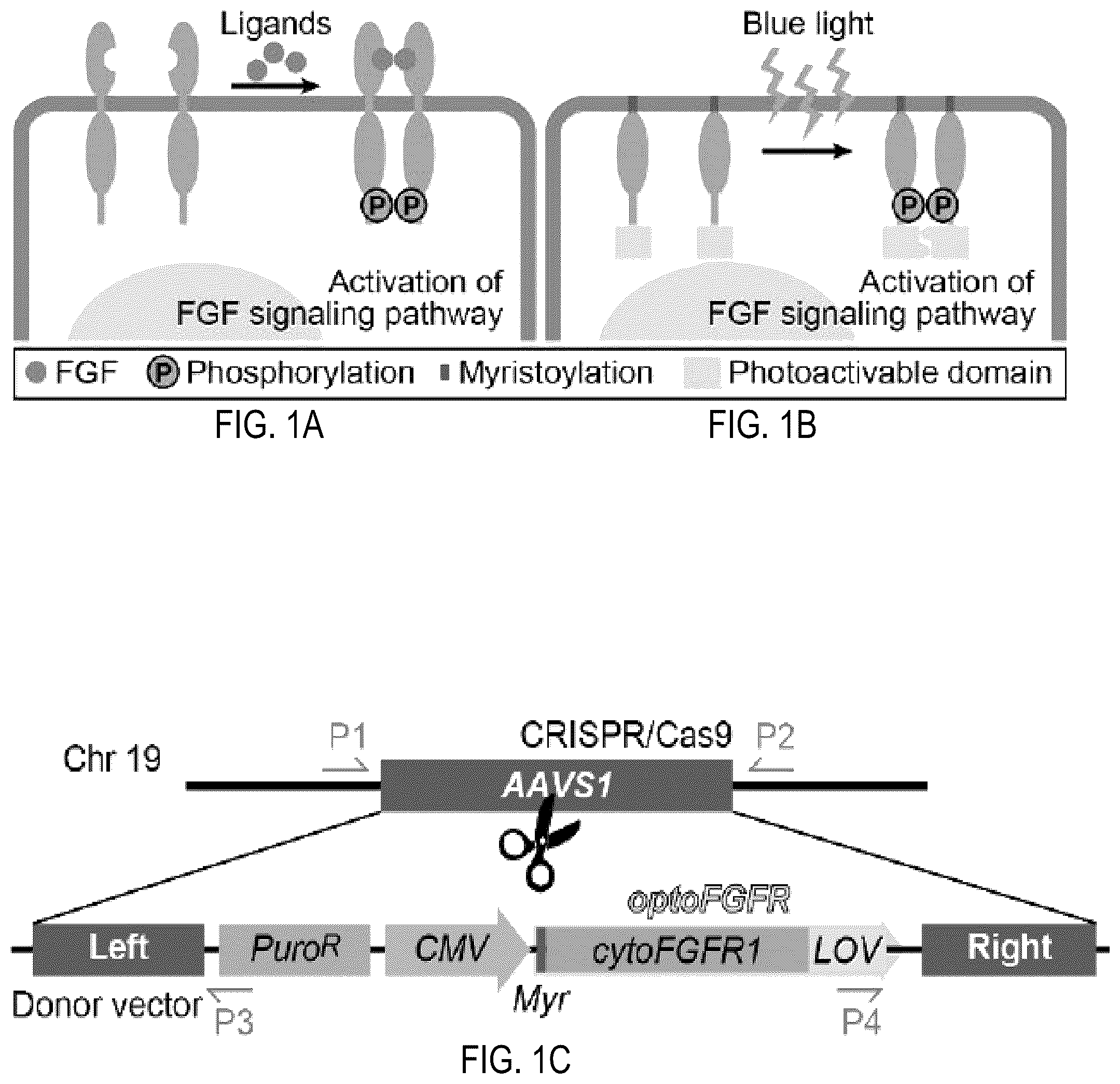 Patent US12351605 — Optically controllable FGFR stimulation using wireless controlled cellular lighting system — Figure 1