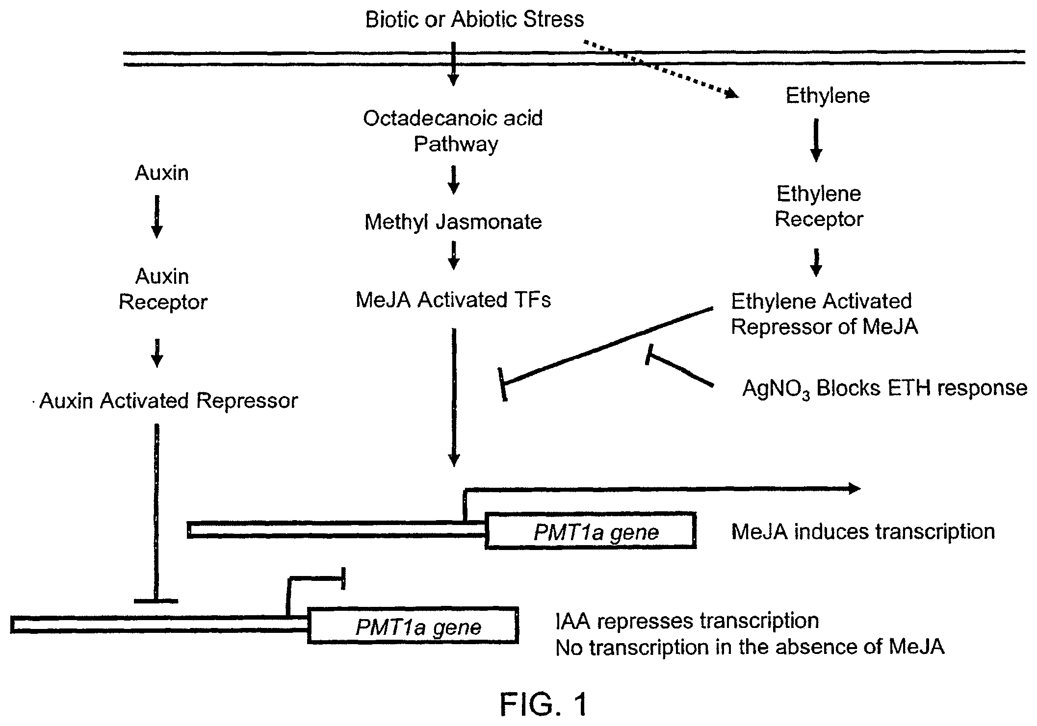 Patent US12351606 — Compositions and related methods for modulating transcriptional activation by incorporating gag motifs upstream of core promoter elements — Figure 1