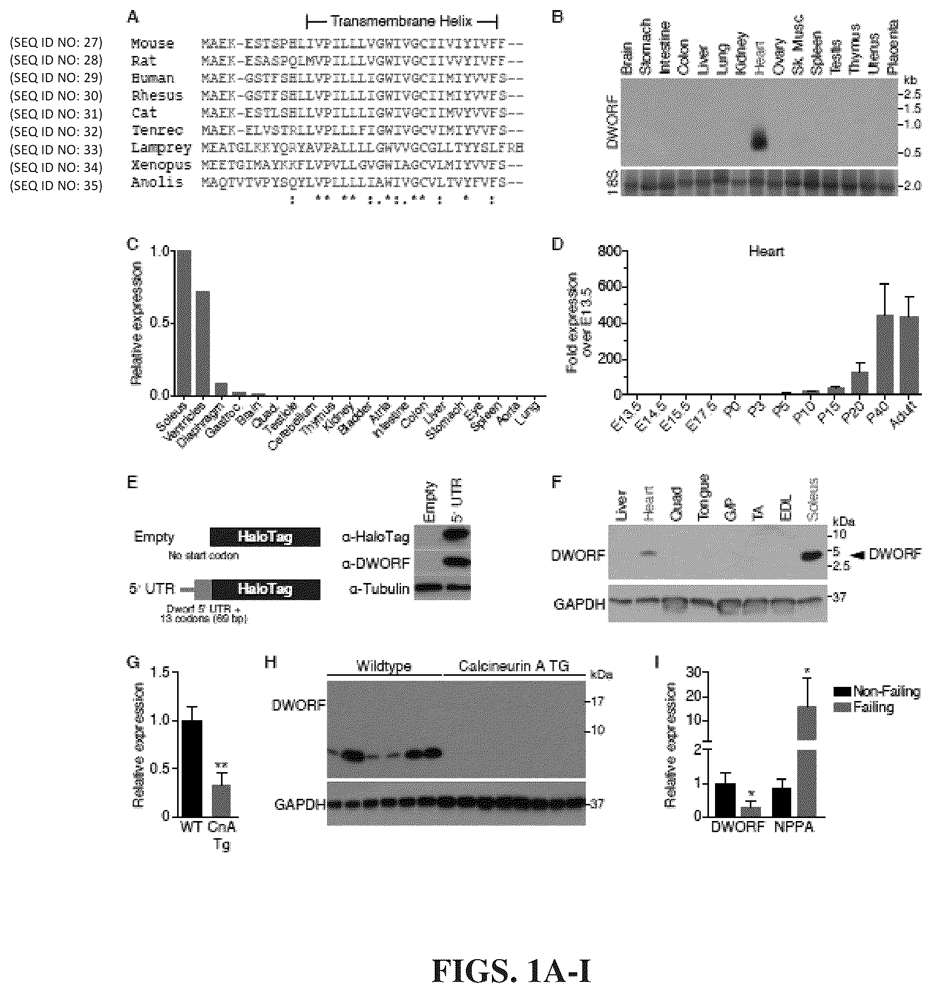 Patent US12351609 — Use of a small native peptide activator of SERCA pump for treatment of heart failure and other disorders characterized by cytosolic calcium overload — Figure 1