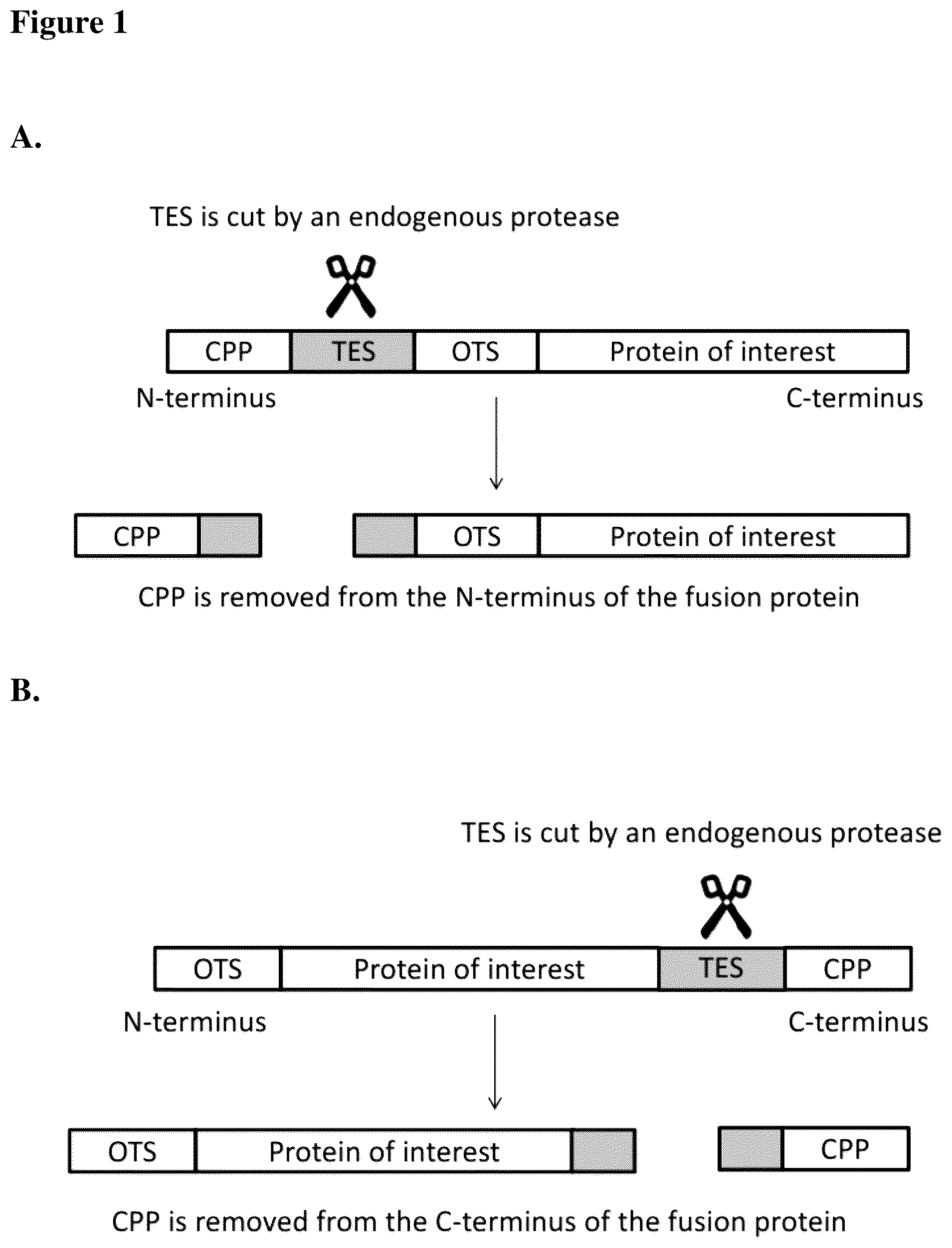 Patent US12351611 — Molecules for organelle-specific protein delivery — Figure 1