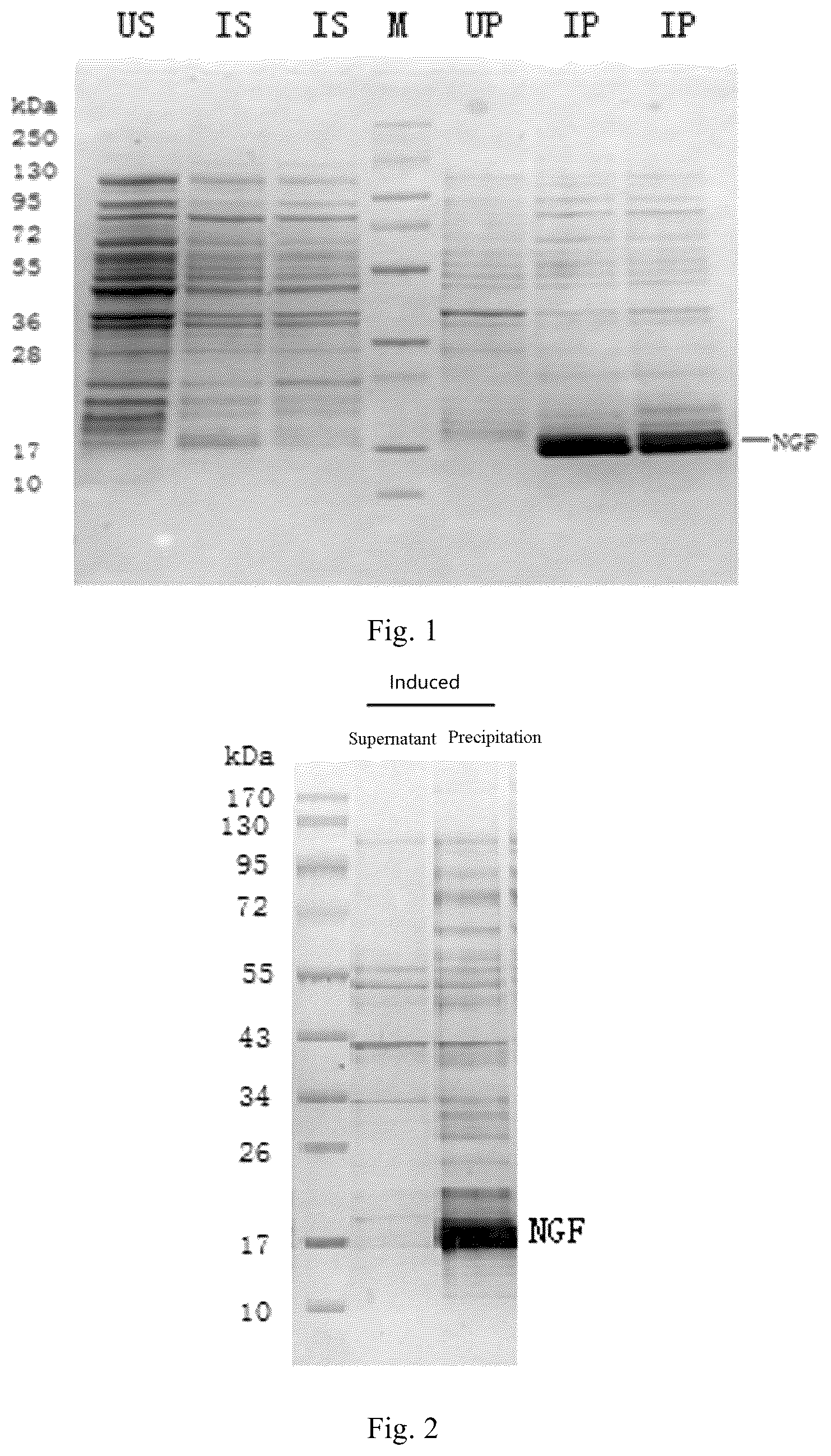 Patent US12351612 — Method for preparing recombinant human nerve growth factor — Figure 1