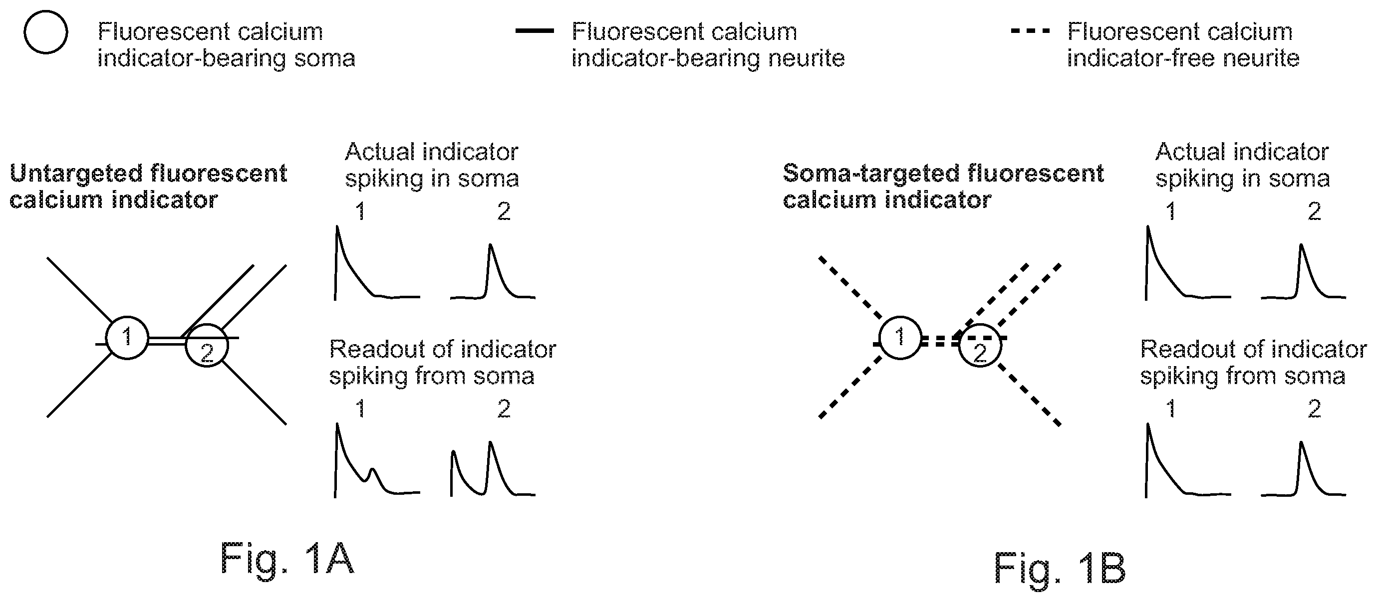 Patent US12351615 — Cell body targeted sensors — Figure 1