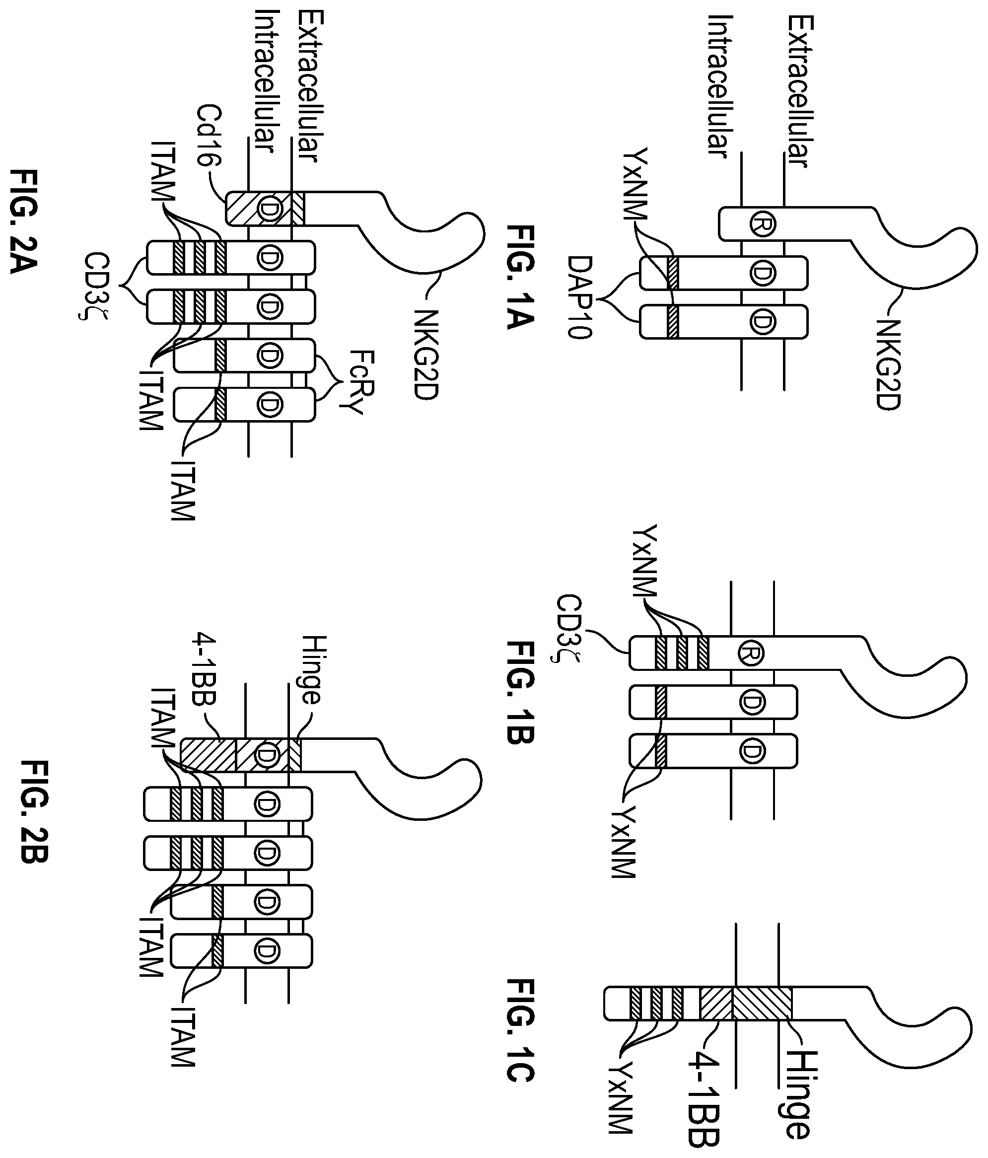 Patent US12351617 Figure 1 – Immune cells comprising truncated NKG2D chimeric receptors