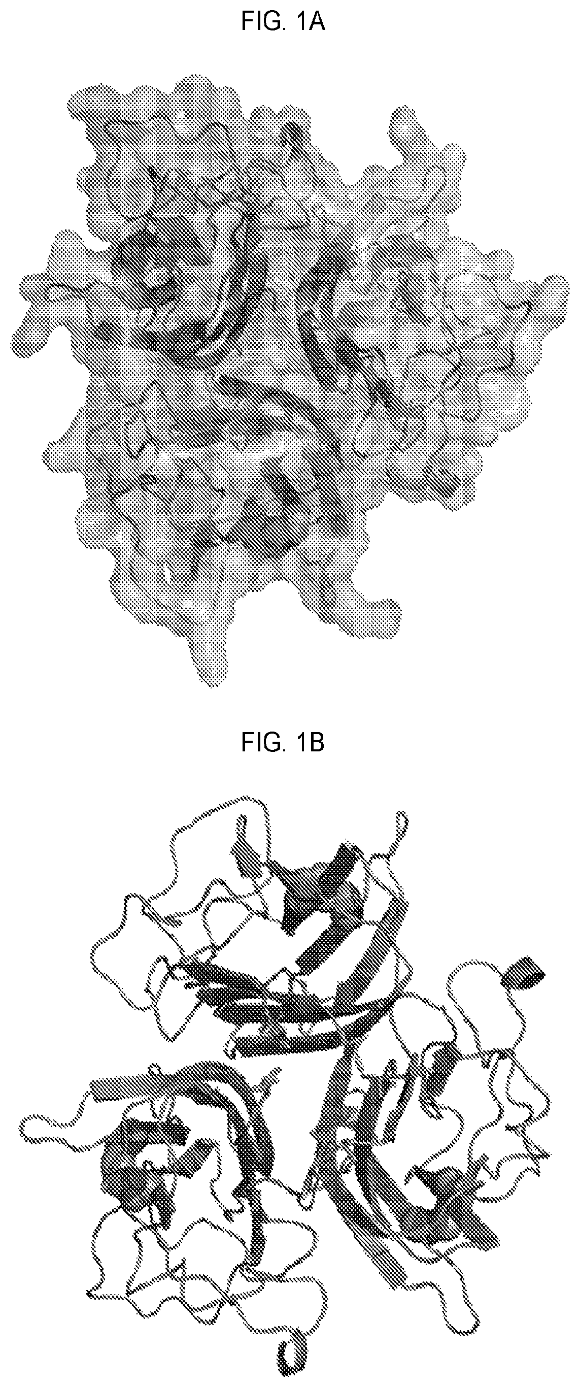Patent US12351618 — Engineered trimeric CD70 proteins and uses thereof — Figure 1