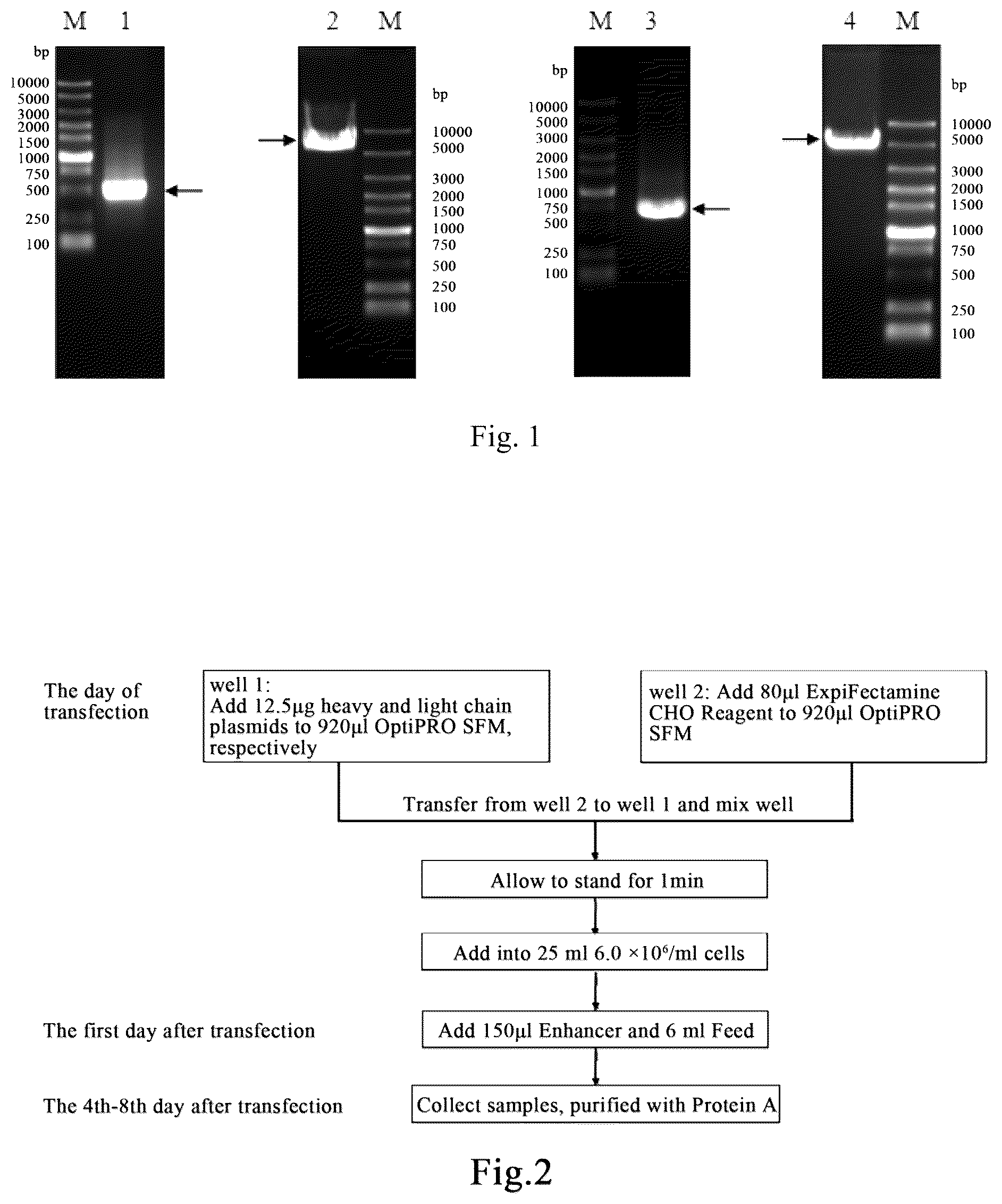 Patent US12351626 — Anti-human interleukin-33 monoclonal antibody and use thereof — Figure 1