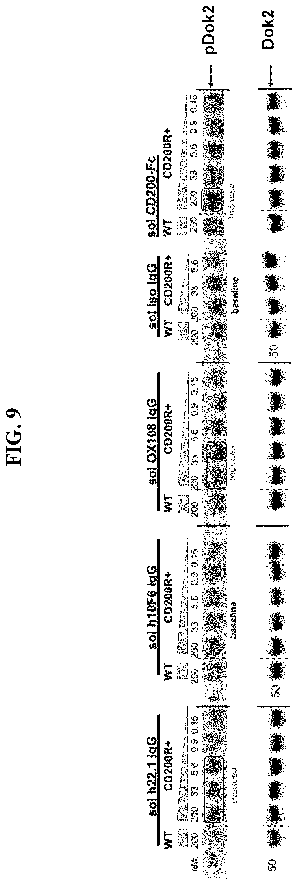 Patent US12351631 Figure 13 – Anti-CD200R1 antibodies and methods of use thereof