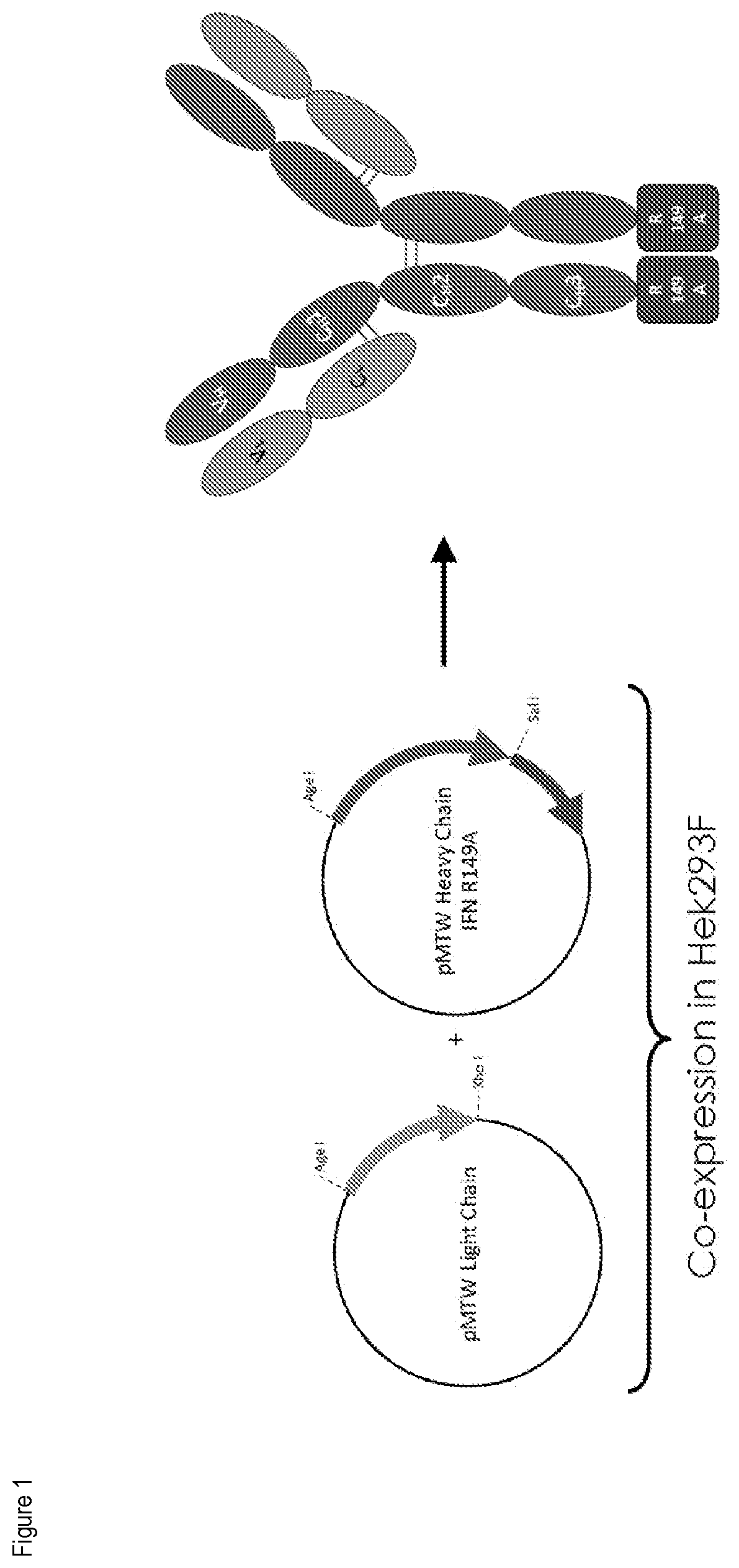 Patent US12351633 — PD-1 and PD-L1 binding agents — Figure 1