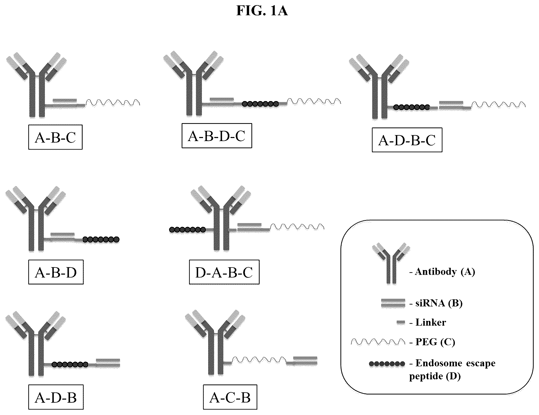 Patent US12351637 — Nucleic acid-polypeptide compositions and uses thereof — Figure 1