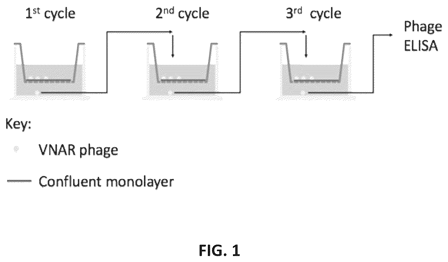 Patent US12351642 — TFR-specific binding moieties and transcytosis method to select VNARs that cross cellular barriers — Figure 1