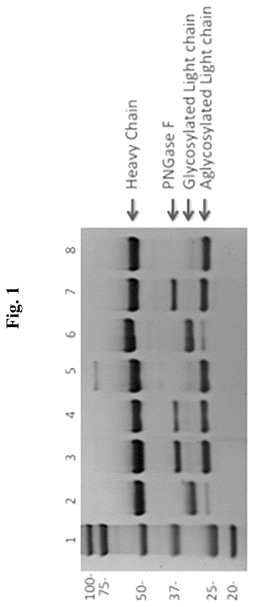 Patent US12351644 — Anti-CD73 antibodies — Figure 1