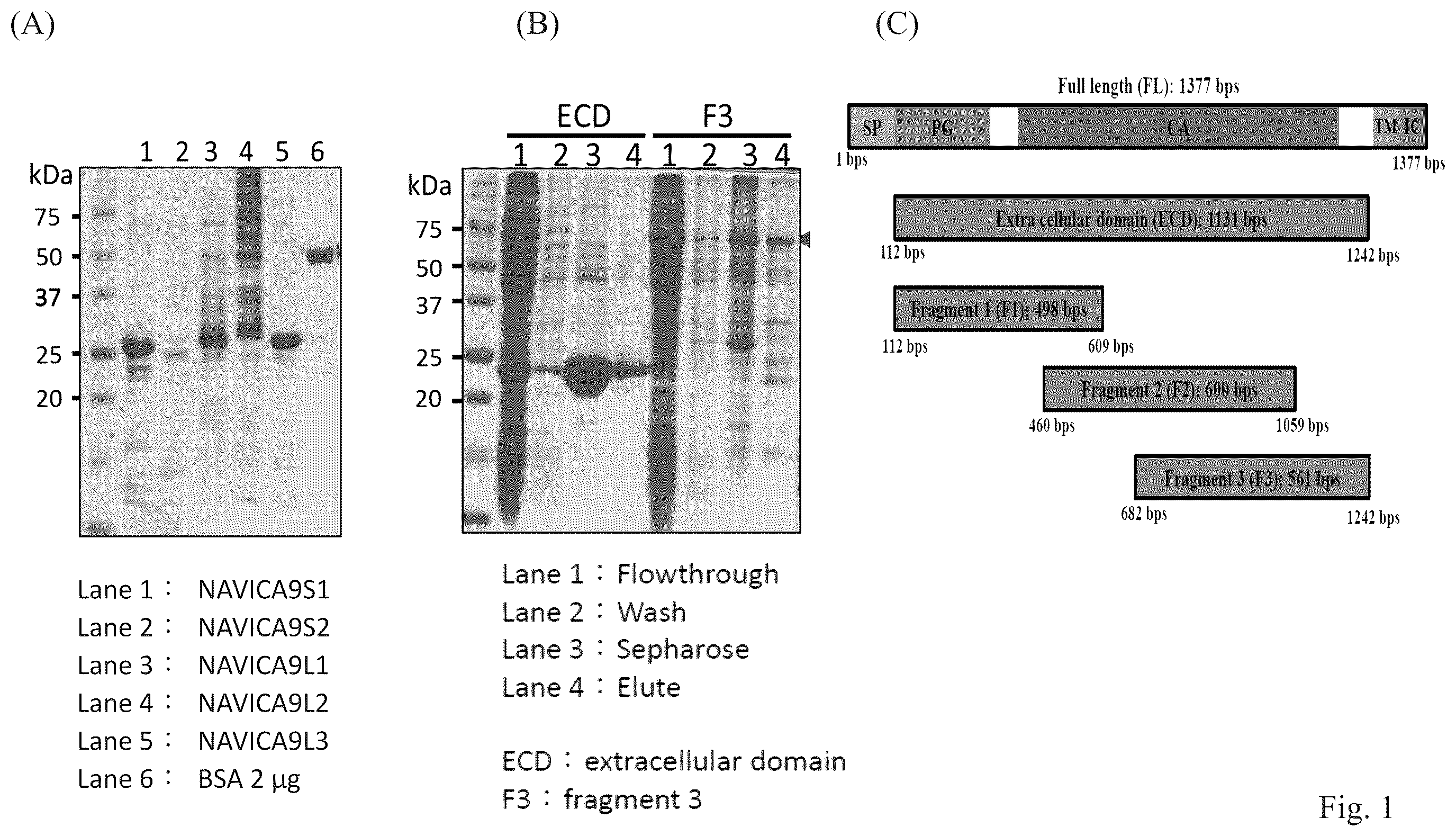 Patent US12351645 — Anti-carbonic anhydrase IX antibody — Figure 1