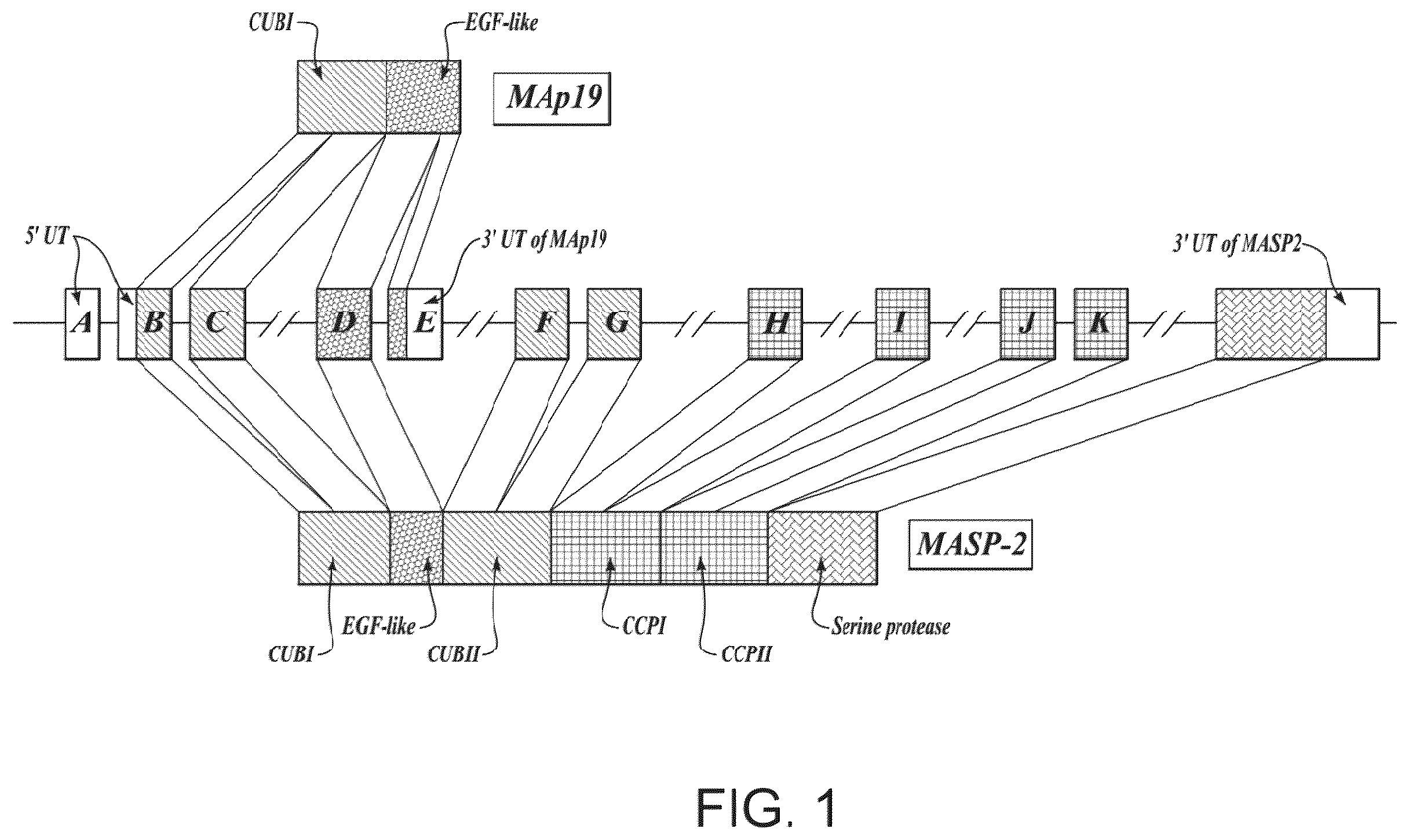 Patent US12351648 — Methods of inhibiting MASP-2 for the treatment and/or prevention of coronavirus-induced acute respiratory distress syndrome — Figure 1