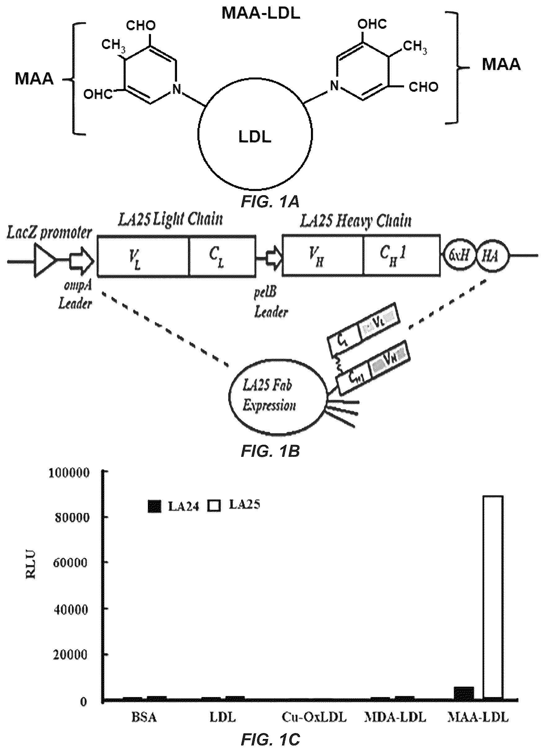 Patent US12351649 — Antibodies to oxidation-specific epitopes — Figure 1