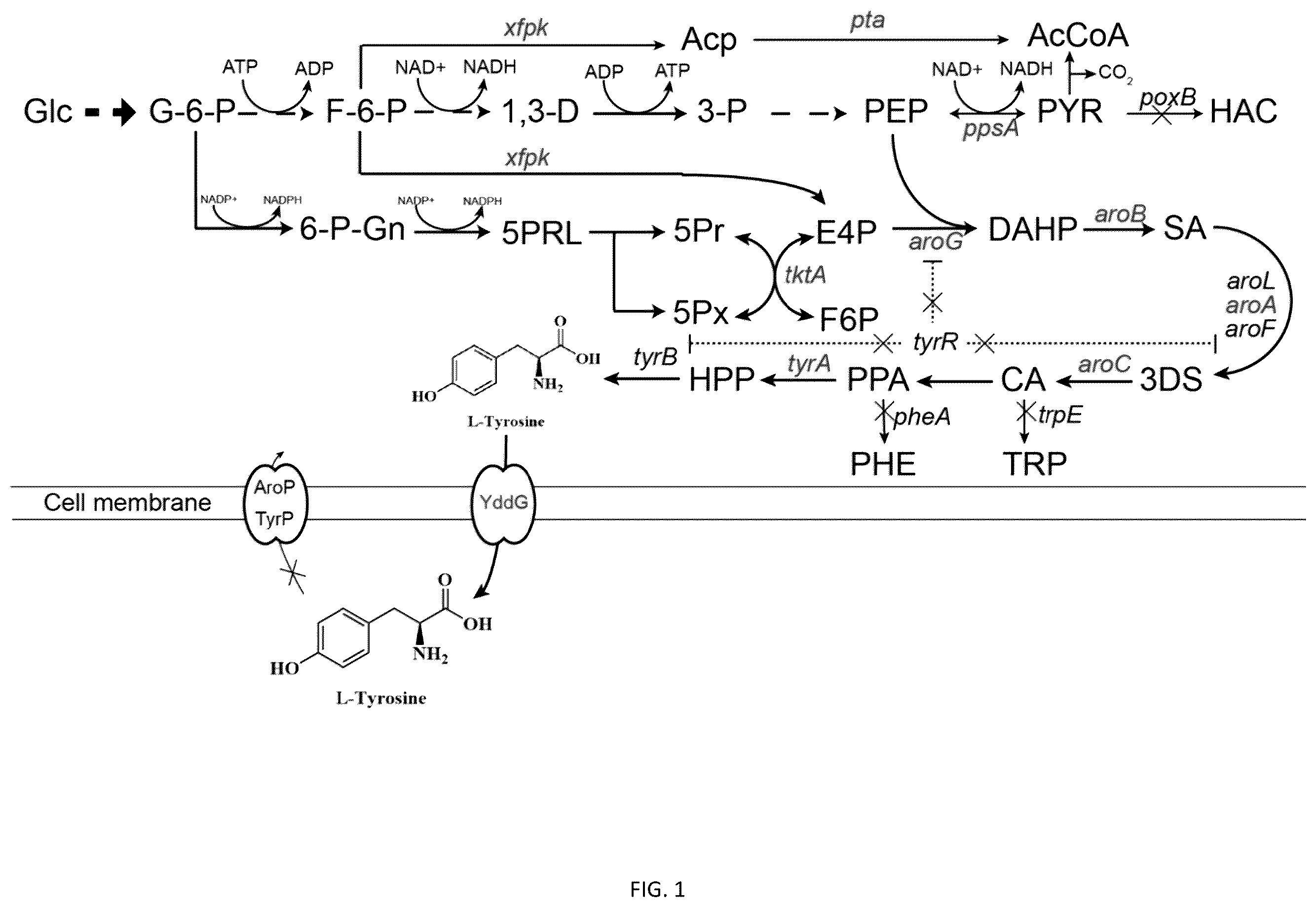 Patent US12351795 Figure 1 – Recombinant Escherichia coli for producing l-tyrosine and application thereof