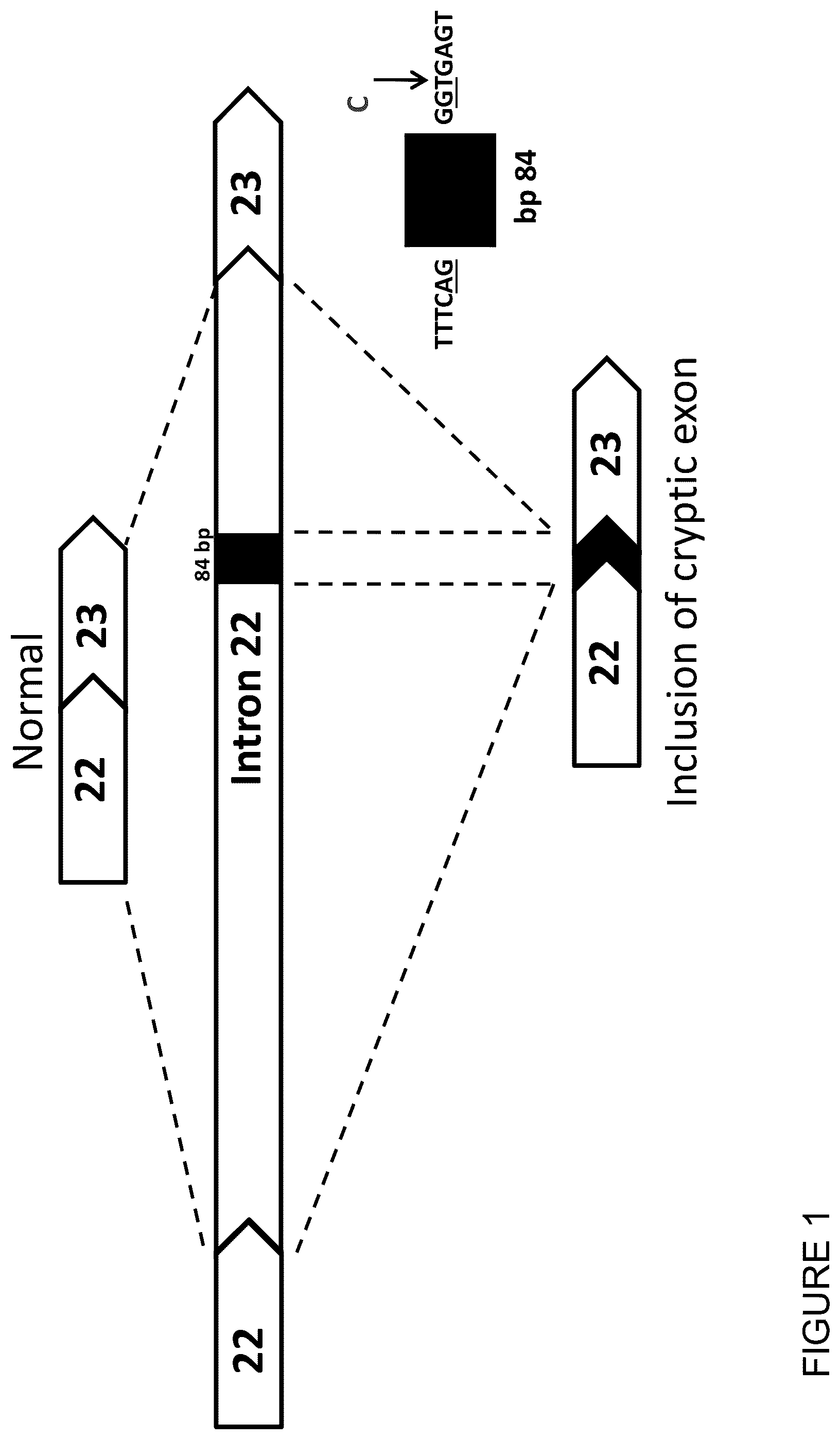 Patent US12351803 Figure 1 – Restoration of the CFTR function by splicing modulation