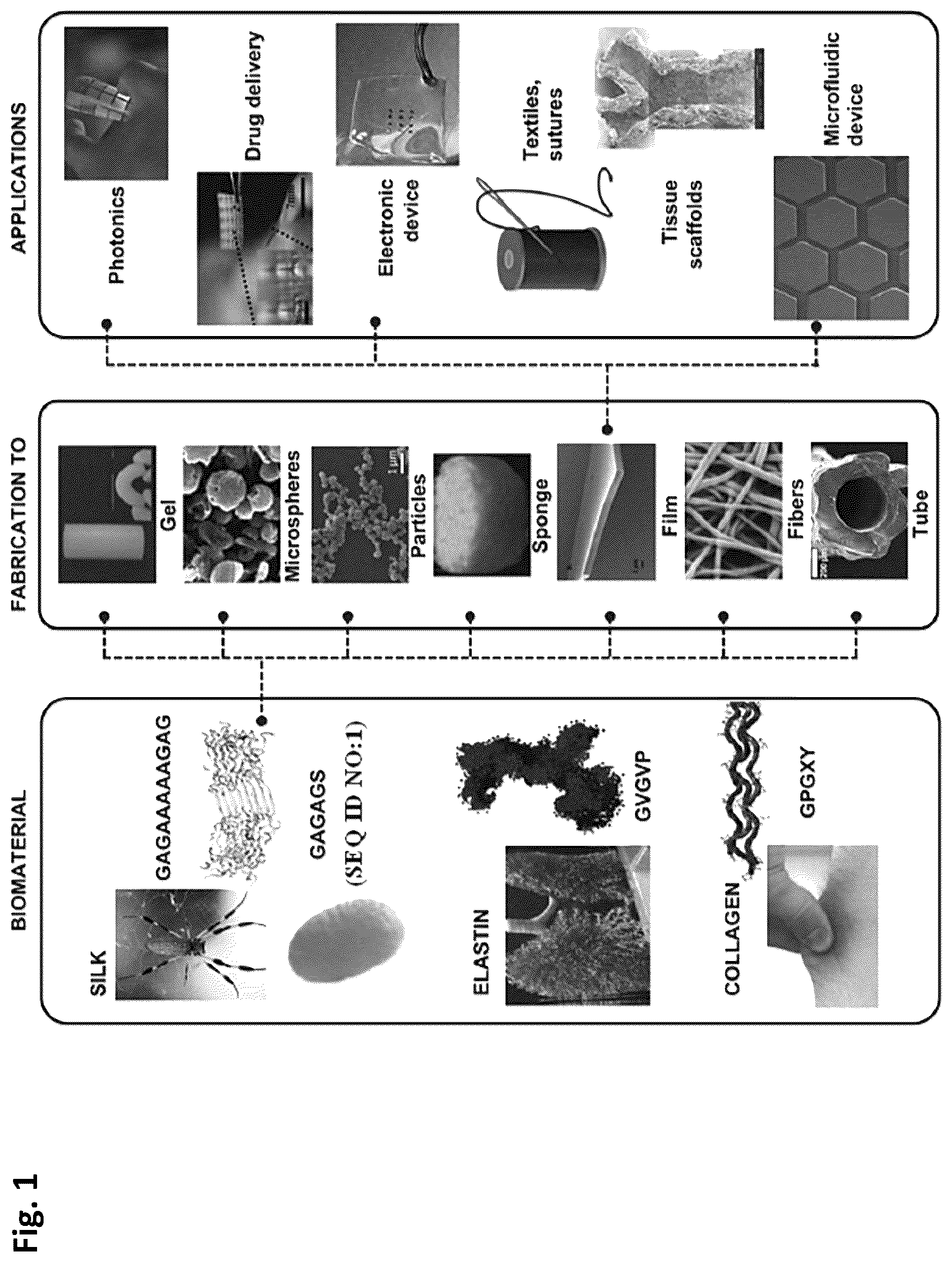Patent US12351805 Figure 1 – Method of making recombinant silk and silk-amyloid hybrid proteins using bacteria