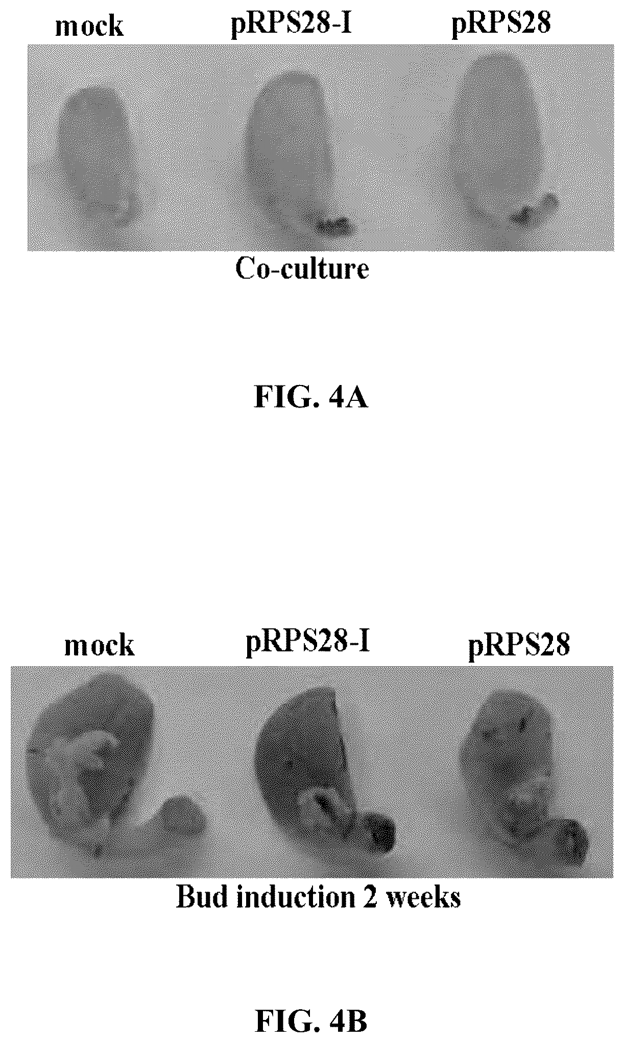 Patent US12351808 Figure 8 – Method for promoting expression of foreign gene in soybean, Arabidopsis or tobacco using gene promoter PRPS28 or PRPS28-1