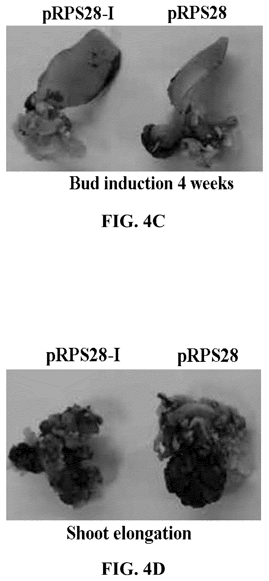 Patent US12351808 Figure 9 – Method for promoting expression of foreign gene in soybean, Arabidopsis or tobacco using gene promoter PRPS28 or PRPS28-1