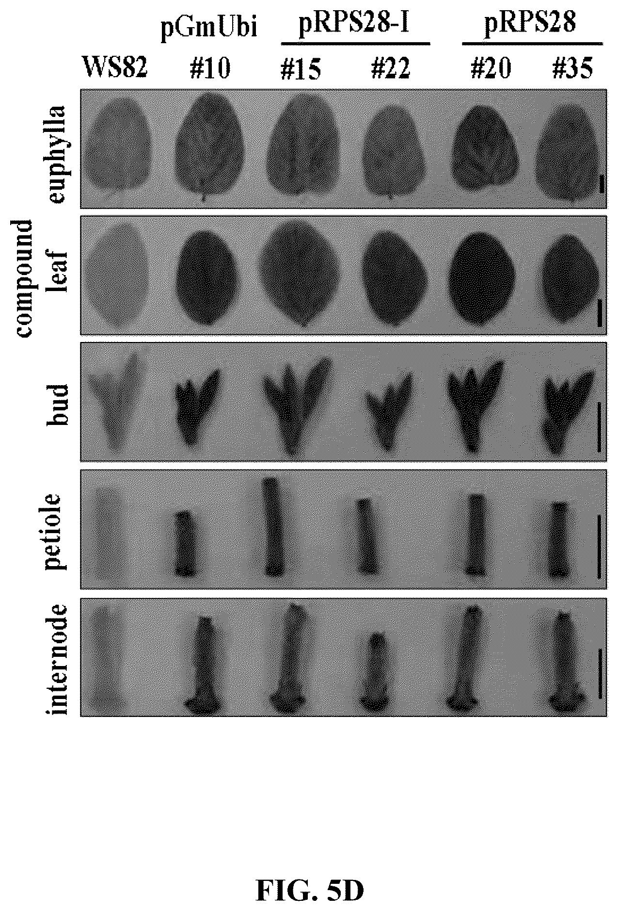 Patent US12351808 Figure 12 – Method for promoting expression of foreign gene in soybean, Arabidopsis or tobacco using gene promoter PRPS28 or PRPS28-1