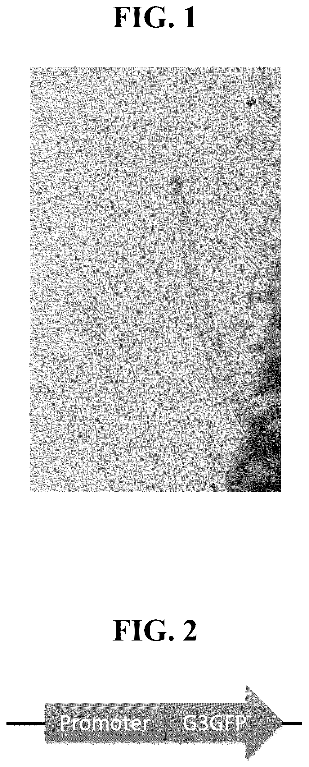 Patent US12351809 — Tissue-specific promoters in plants — Figure 1