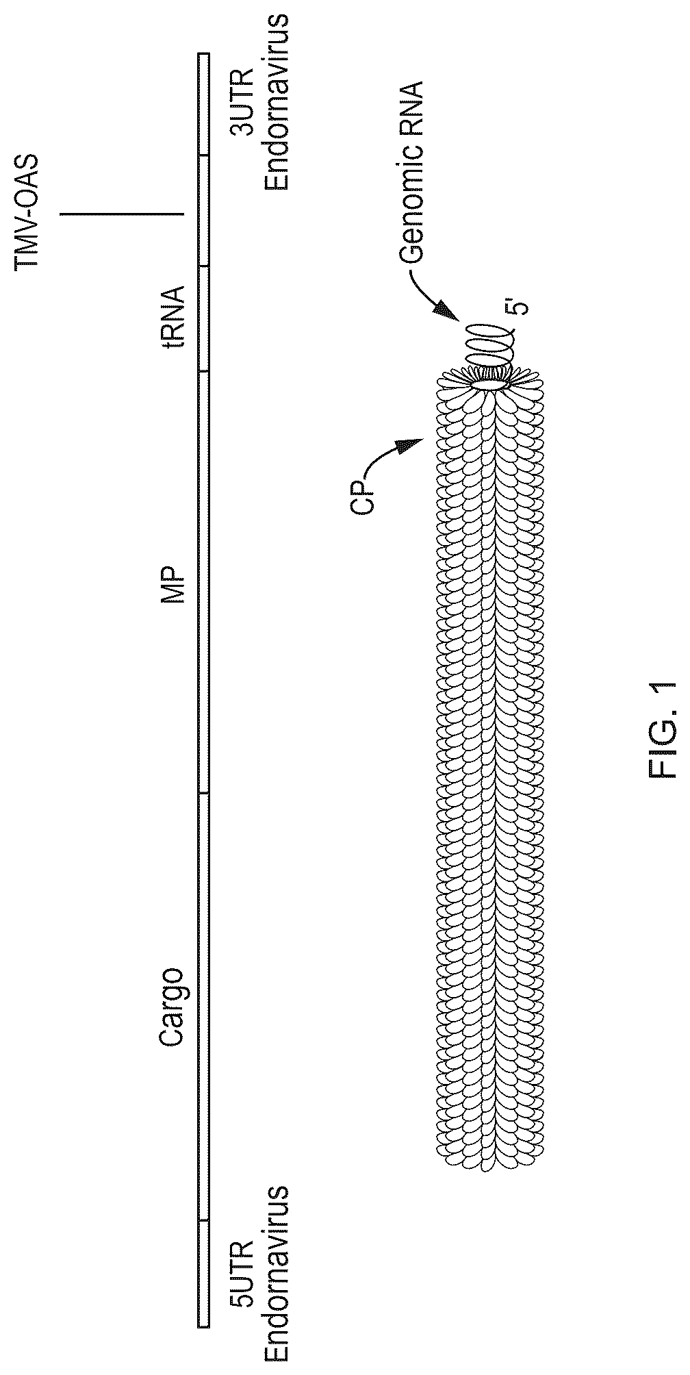 Patent US12351811 — Method for modifying plants with a recombinant RNA molecule — Figure 1