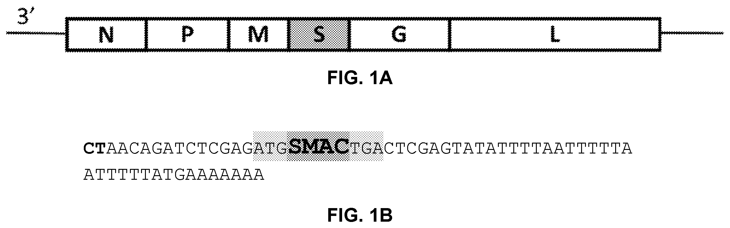 Patent US12351812 — Recombinant oncolytic virus — Figure 1